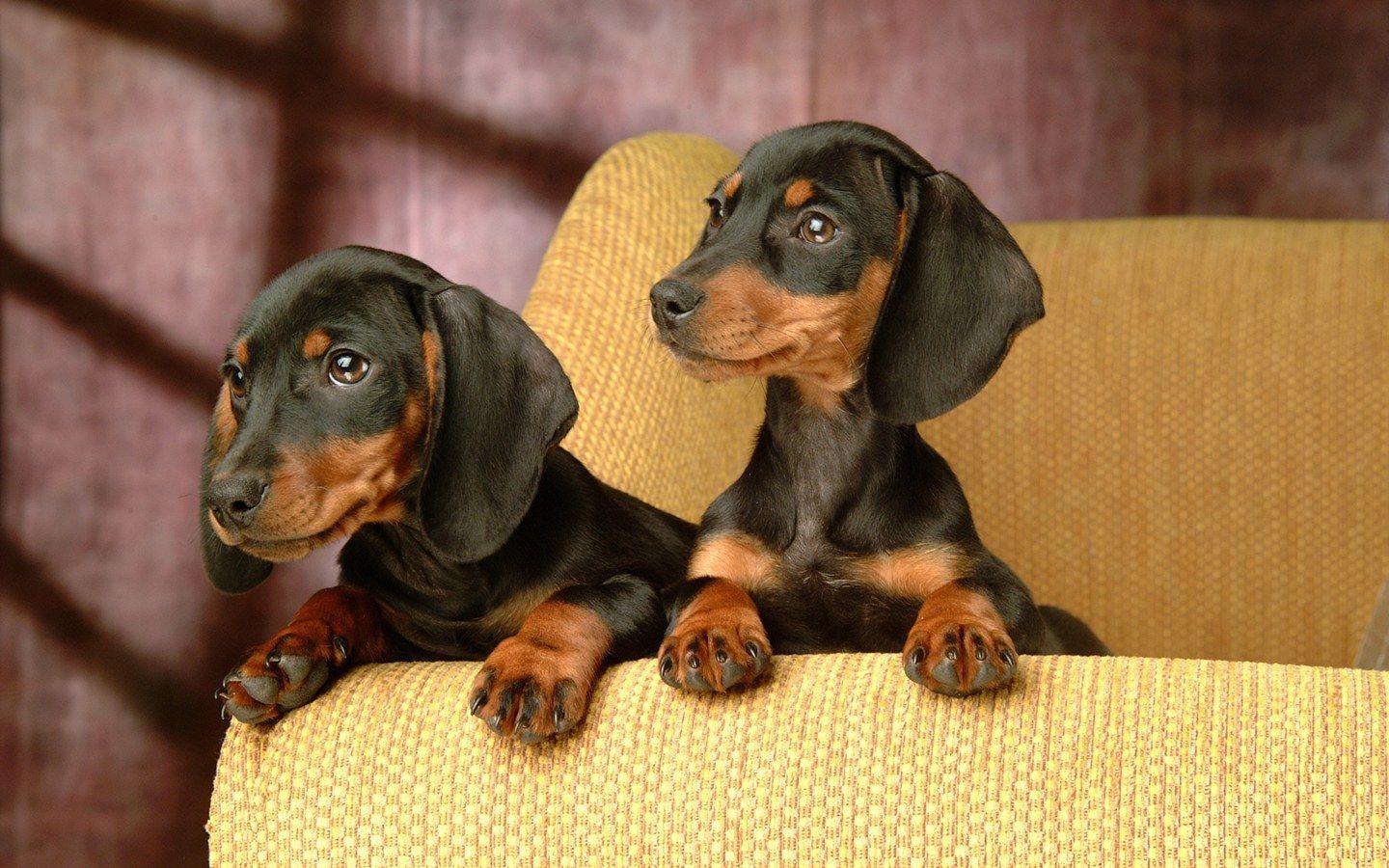 mini ature dachshunds. Miniature Dachshund Puppies Wallpaper
