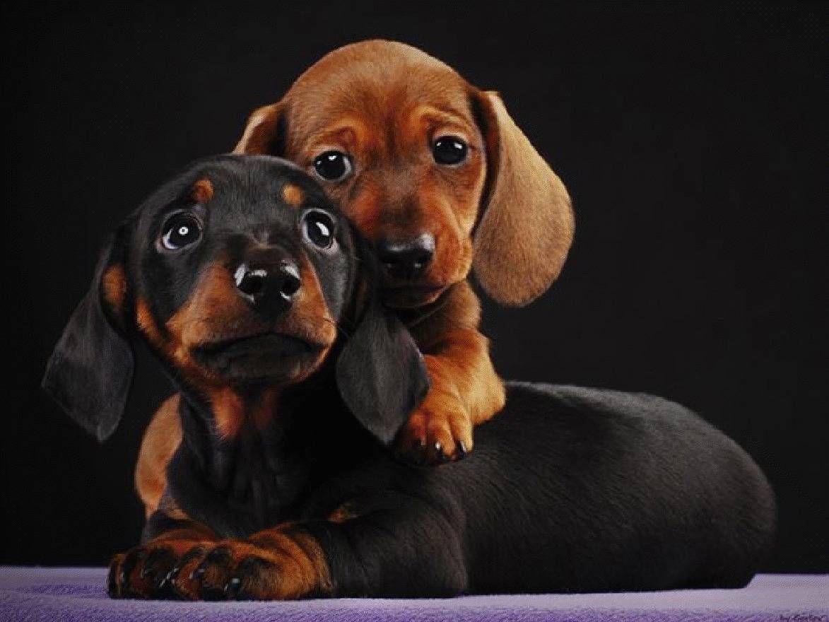 Adorable Dachshund Puppys Wallpaper. dachshunds