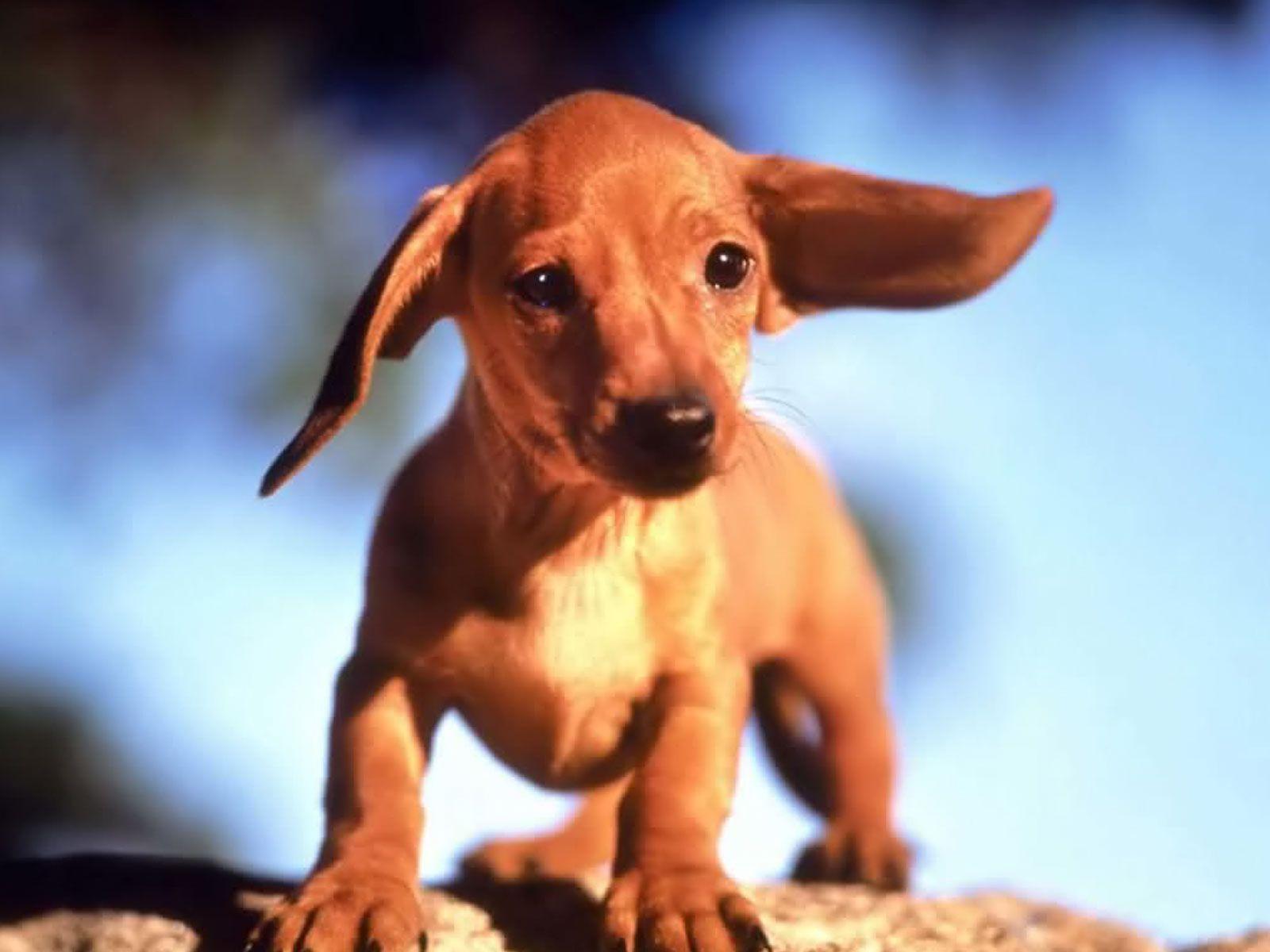 it's all about the ears #doxie #dachshund #cute #puppy via