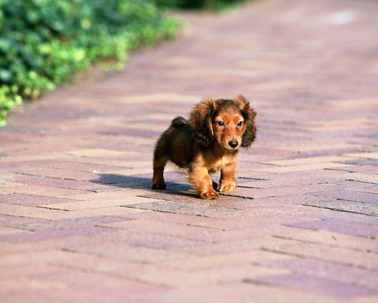 Miniature Dachshund Puppies Wallpaper Miniature Dachshund
