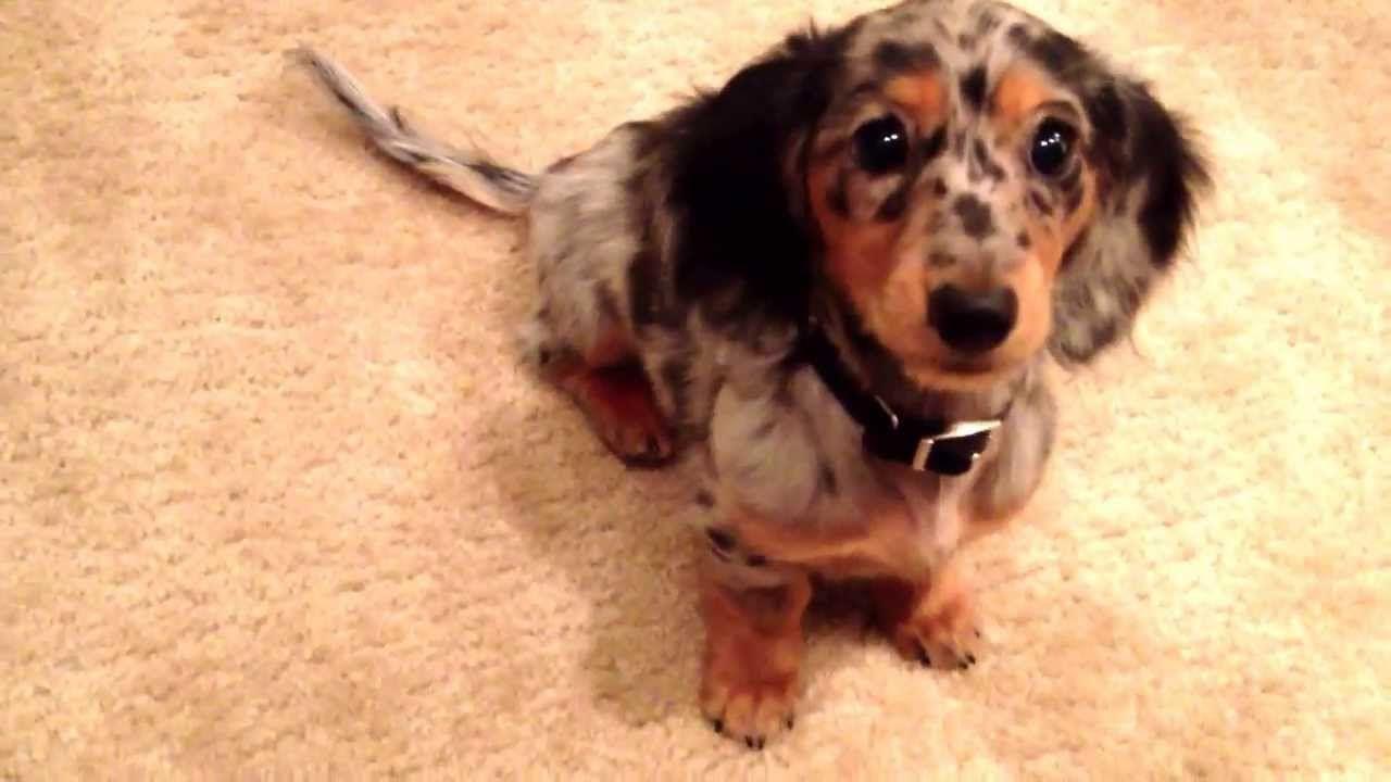 Baby Finn & Kitty Dapple Miniature Dachshund Puppy Learns