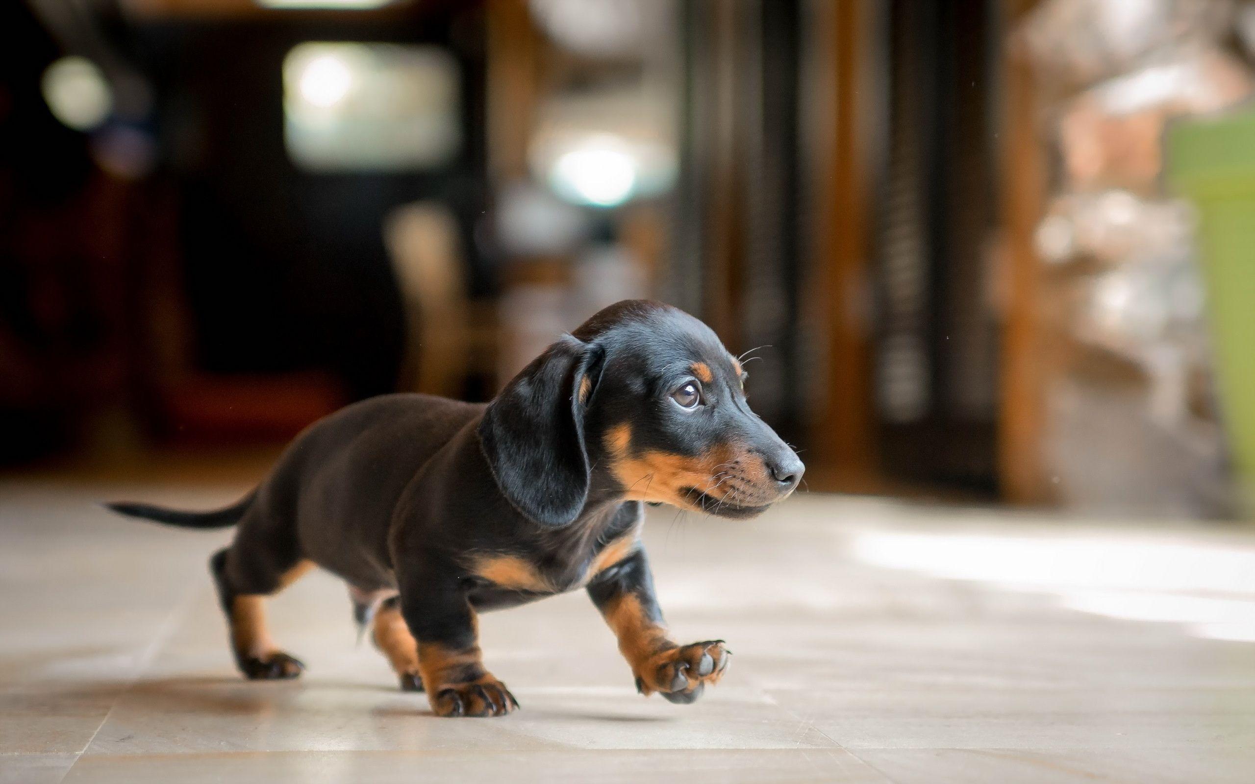 Dachshund Wallpaper, Picture, Image
