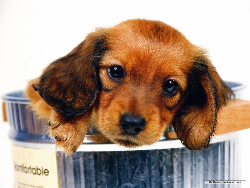Miniature Daschund. Reasons I work from home. to get one of these