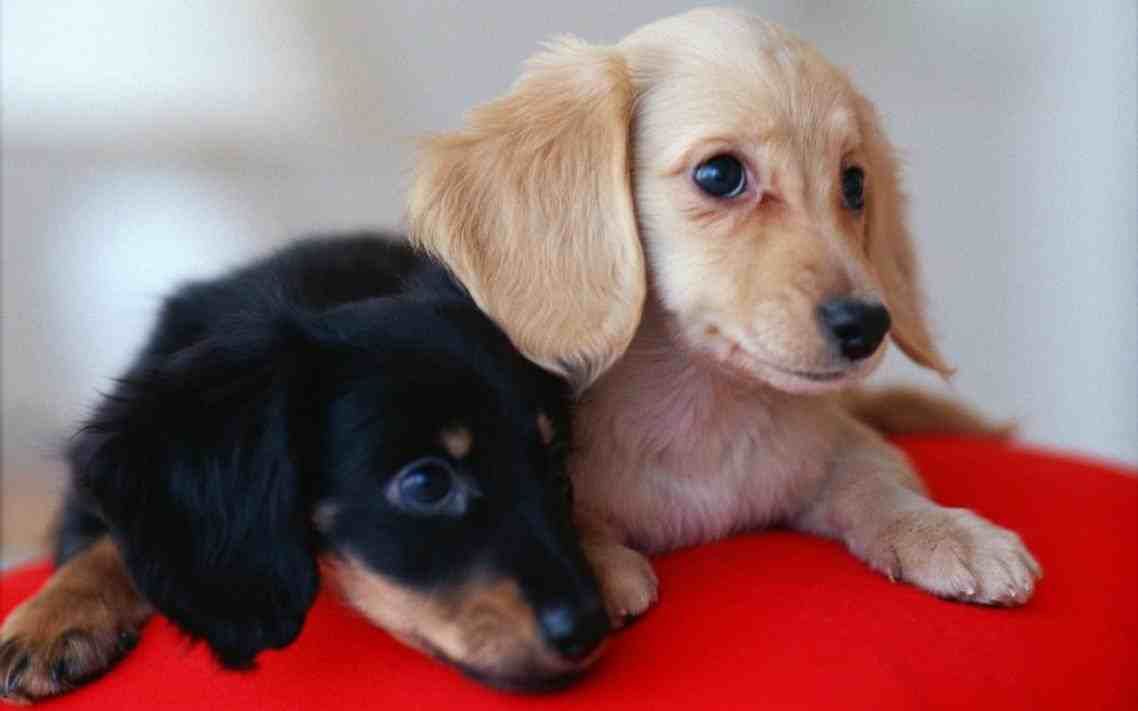 Tan Dachshund Puppy Simply Wallpaper Just Choose Best Image About