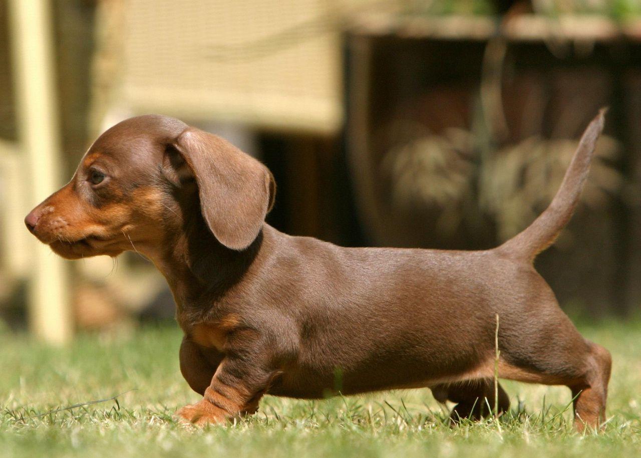Miniature Dachshund Facts, Info, Temperament, Puppies, Picture