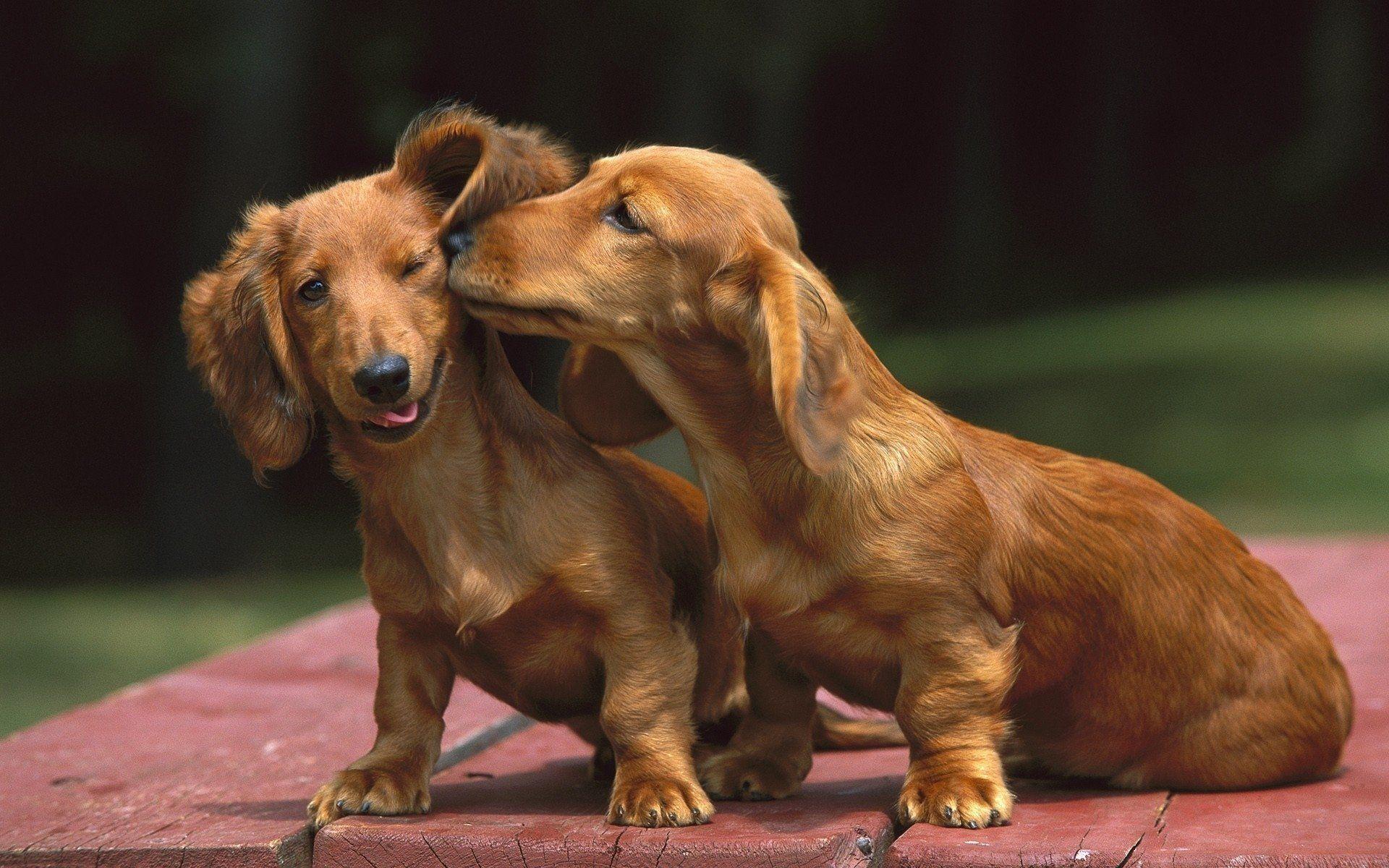 Dachshund HD Wallpaper and Background Image