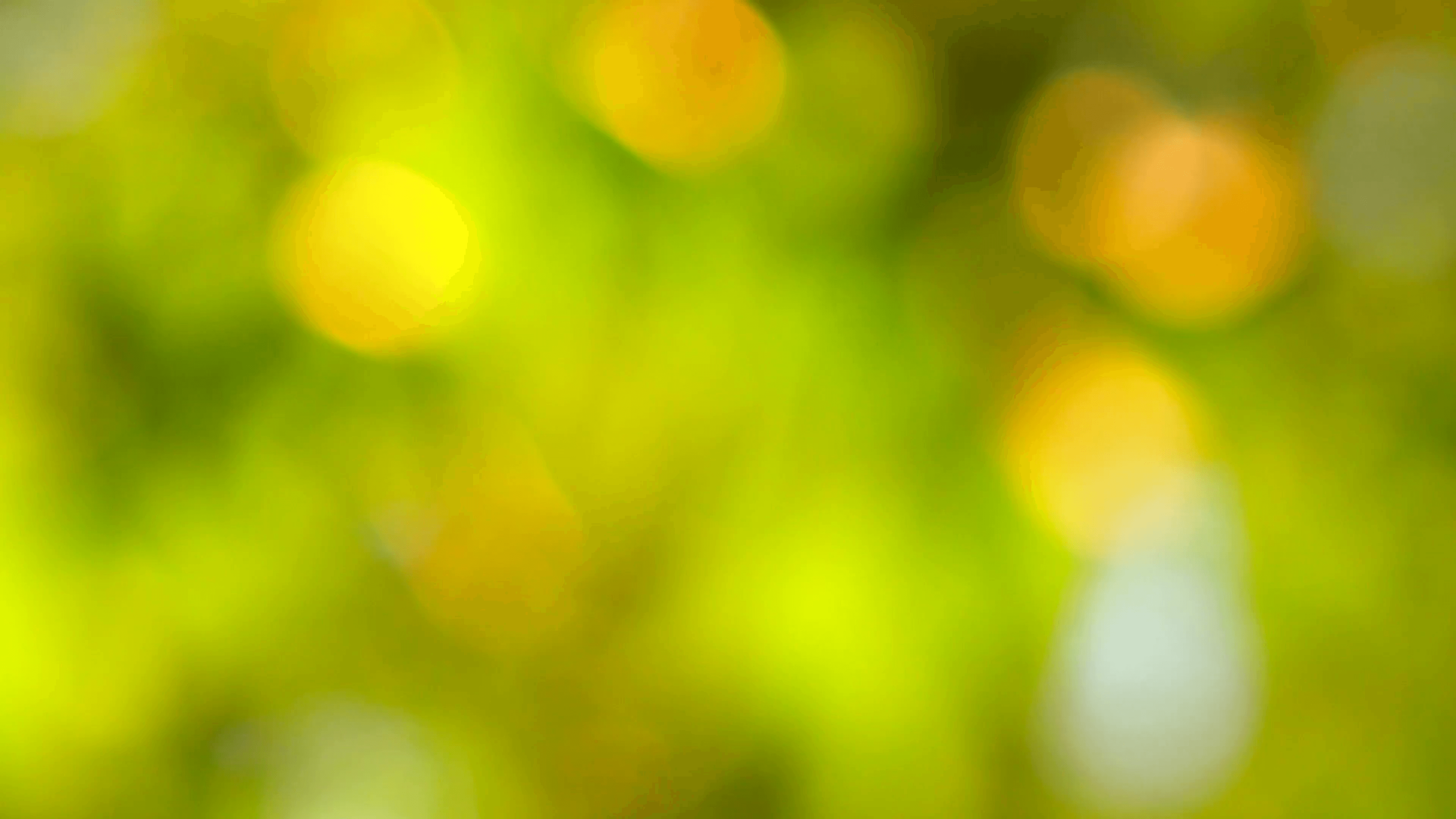 Natural background, blurred tree in golden light with bokeh. Stock