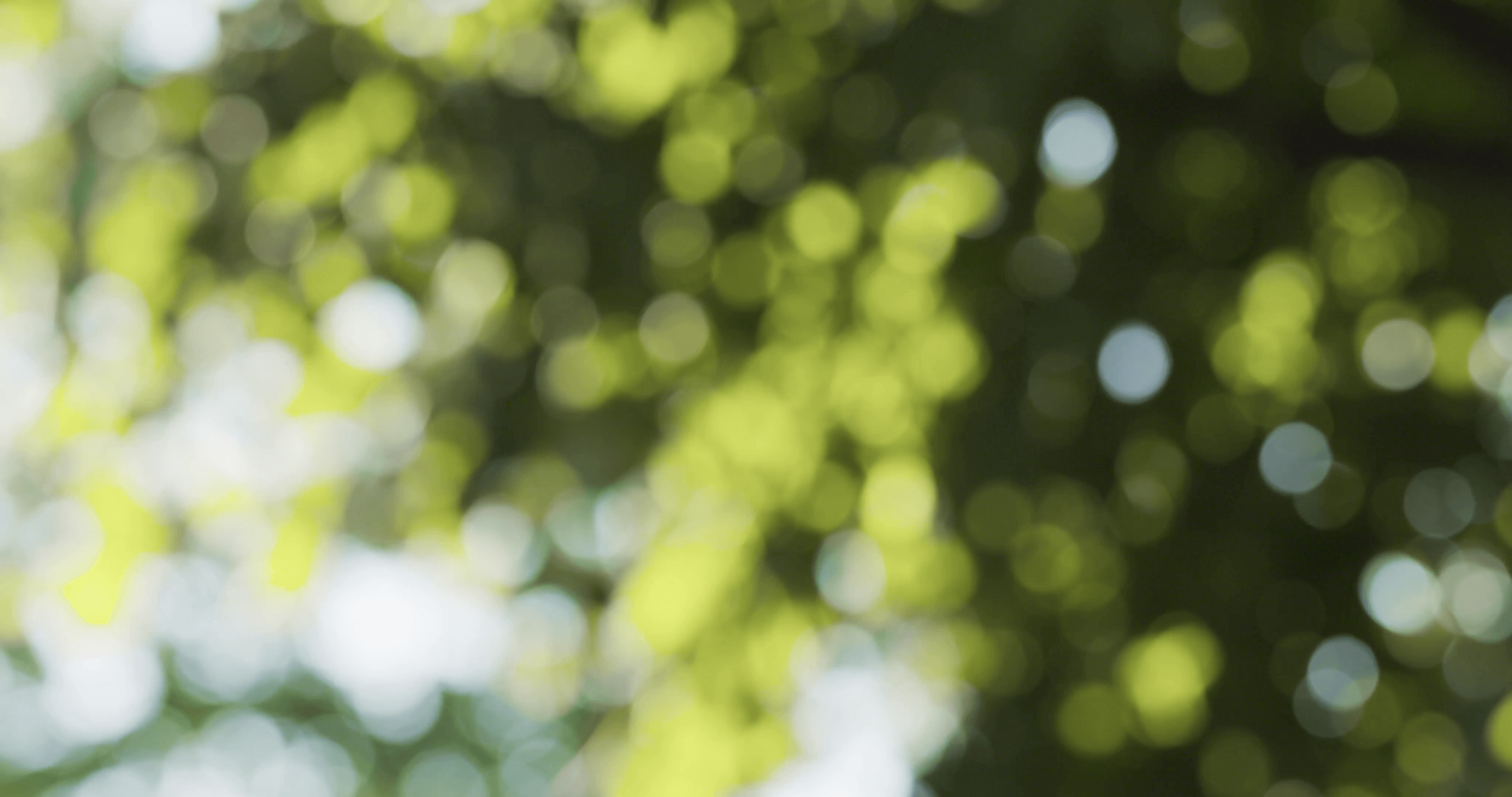 Dreamy abstract natural bokeh background, blur green backdrop Stock