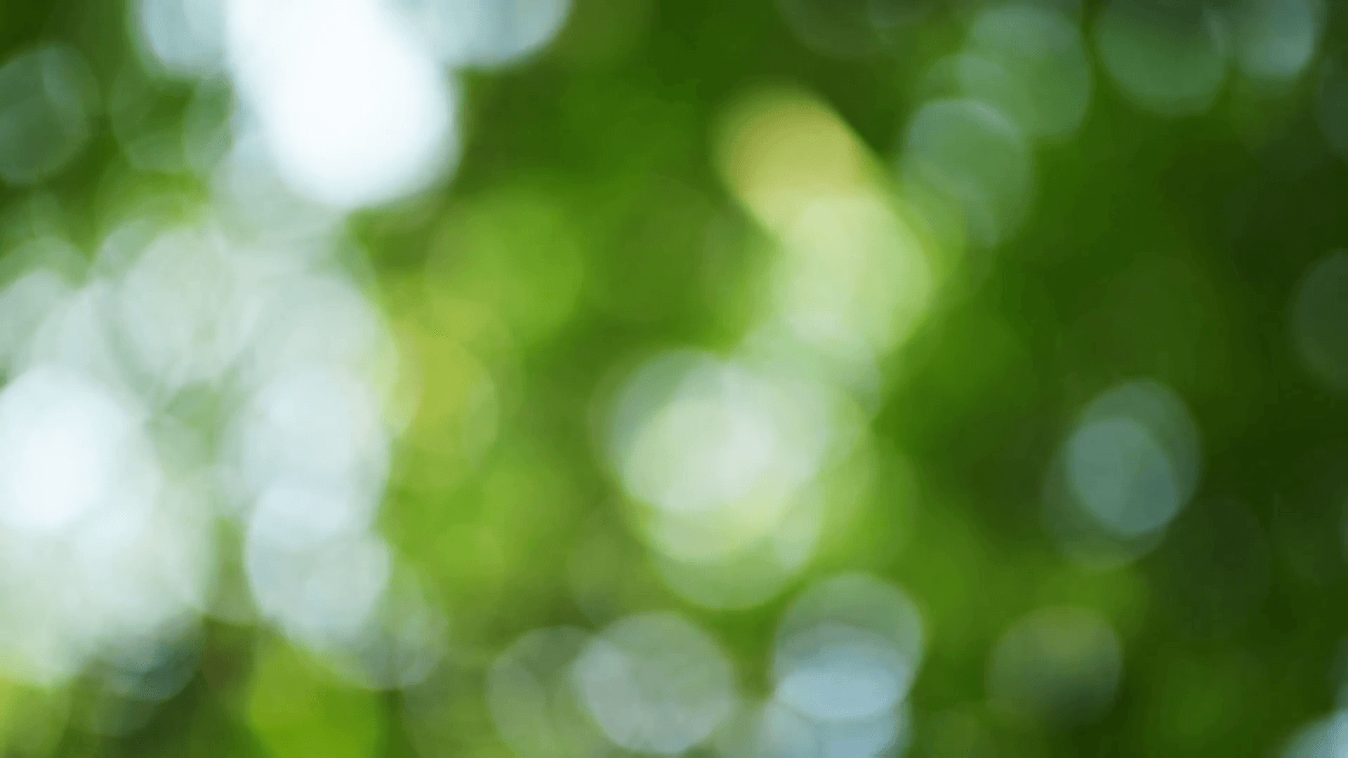 Spinning bokeh background, abstract natural green blur backdrop