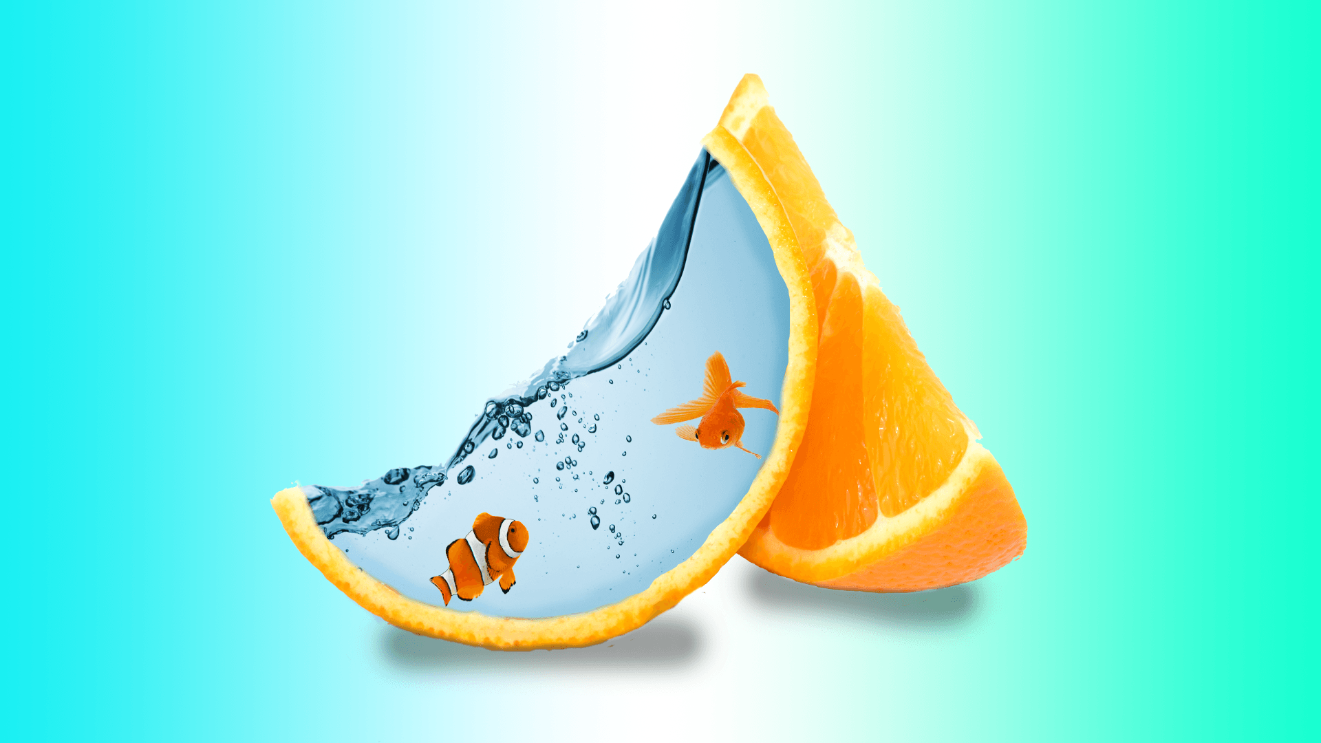 Fish Creative Art, HD Creative, 4k Wallpaper, Image, Background
