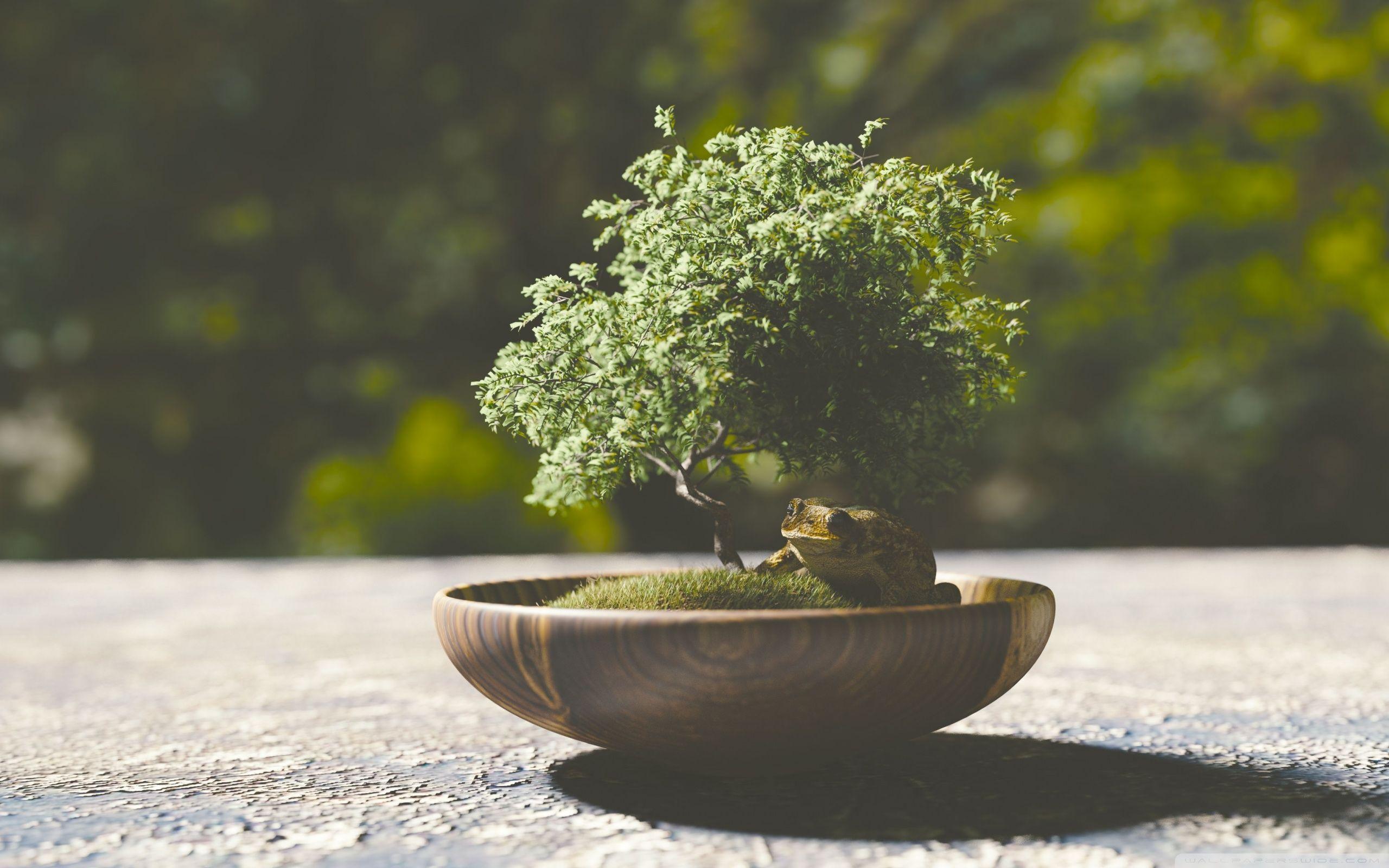 Bonsai Wallpaper APK for Android Download