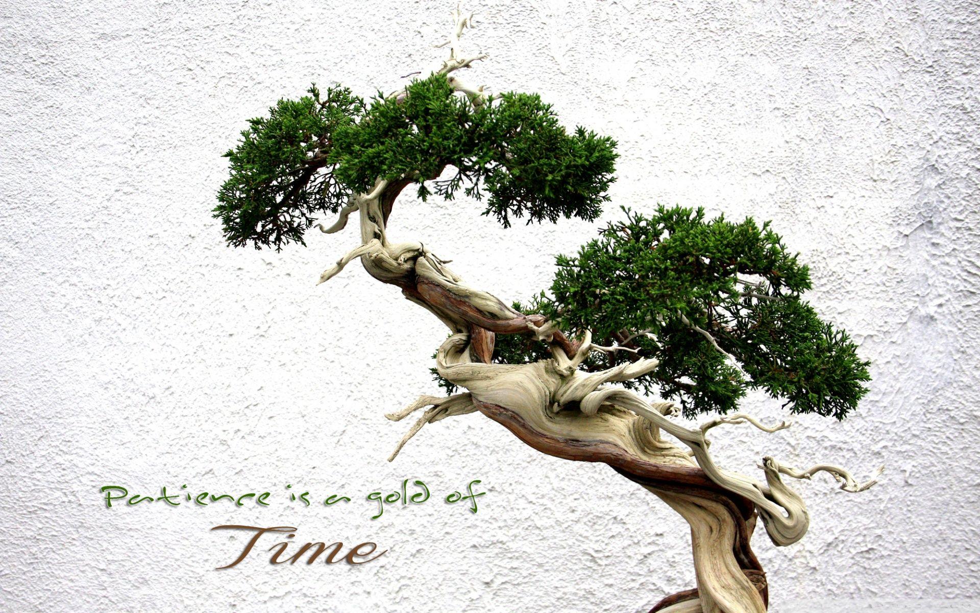 BonSai ❤ 4K HD Desktop Wallpaper for 4K Ultra HD TV • Tablet