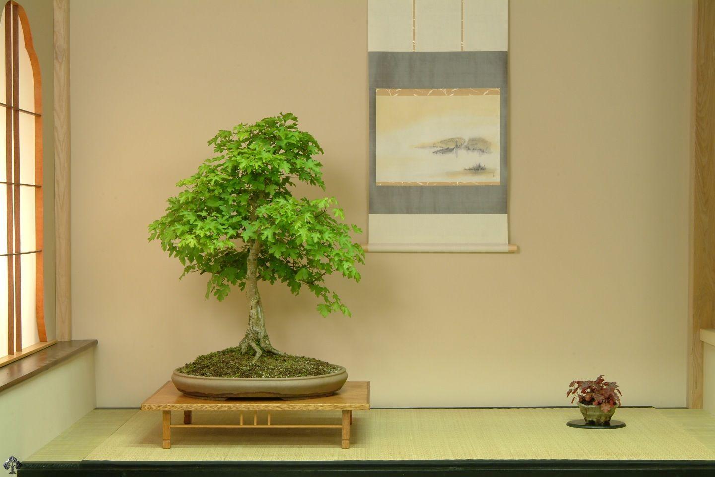 Bonsai wallpaper