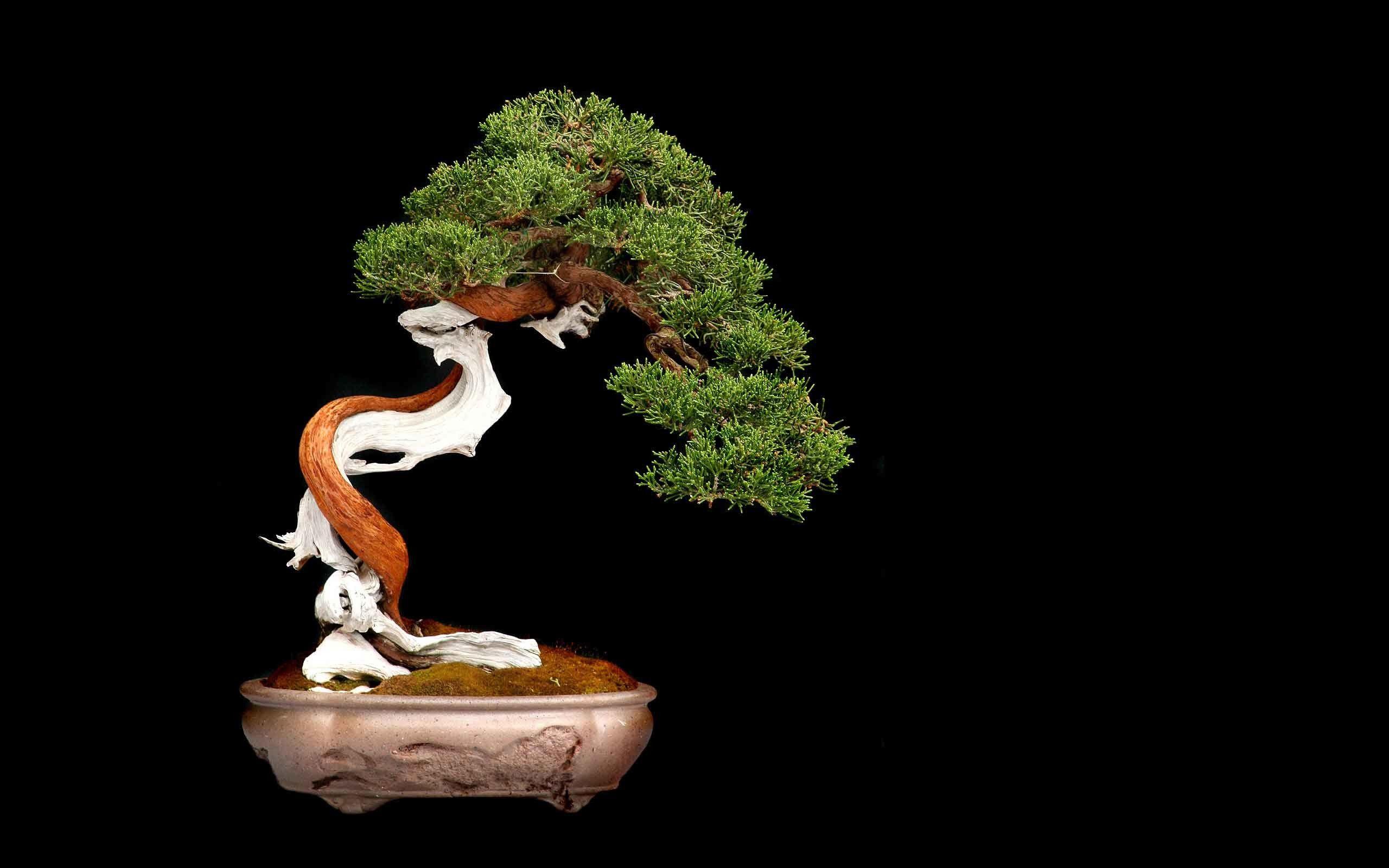 Bonsai Tree Wallpaper