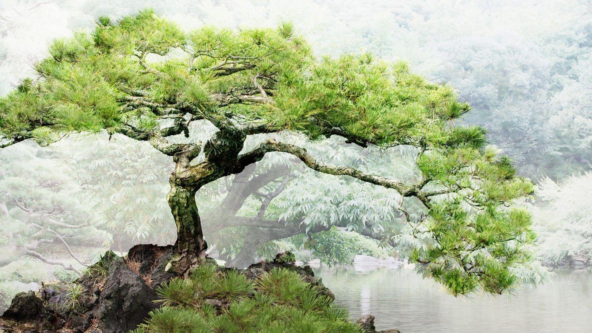 Free Download Bonsai Tree Background