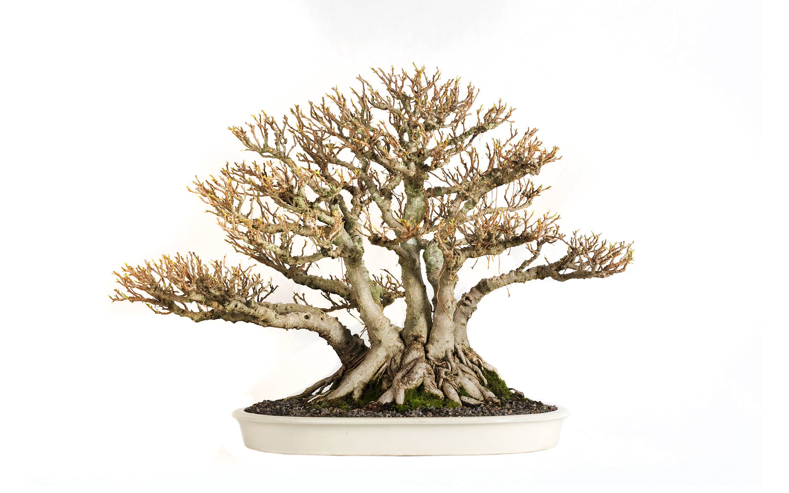 Bonsai Tree Wallpaper 41 HD Wallpaper Free