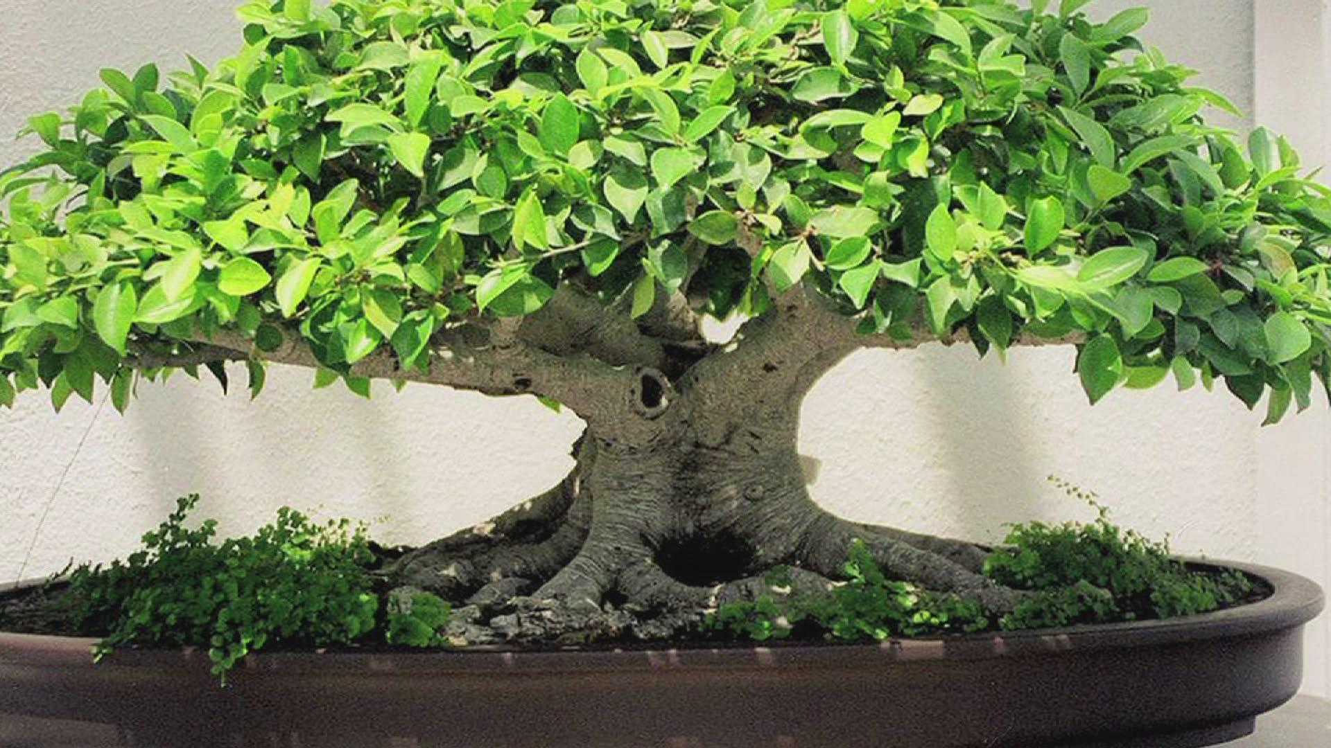 Bonsai Tree HD Wallpaper For Desktop