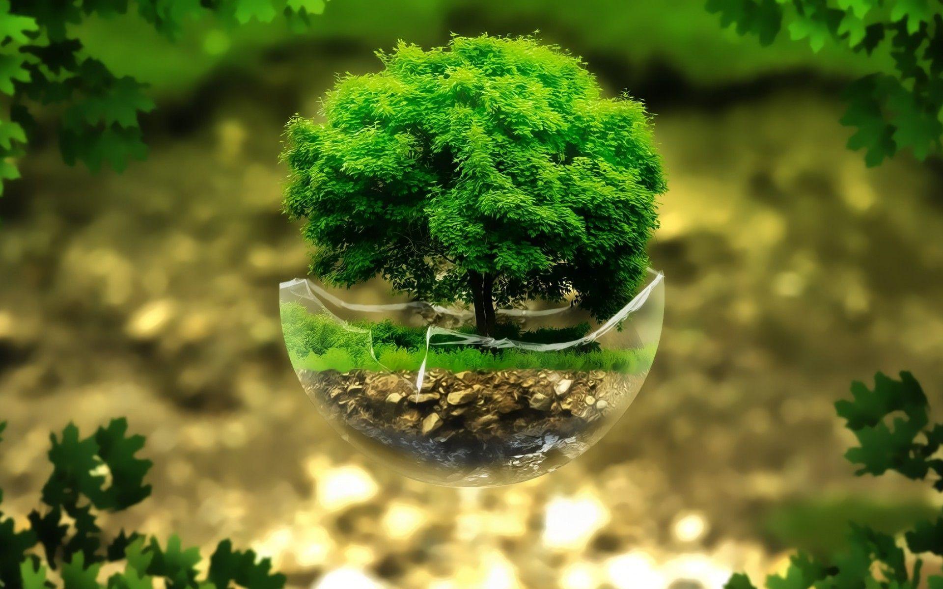 Bonsai wallpaper Bonsai. Wallpaper art