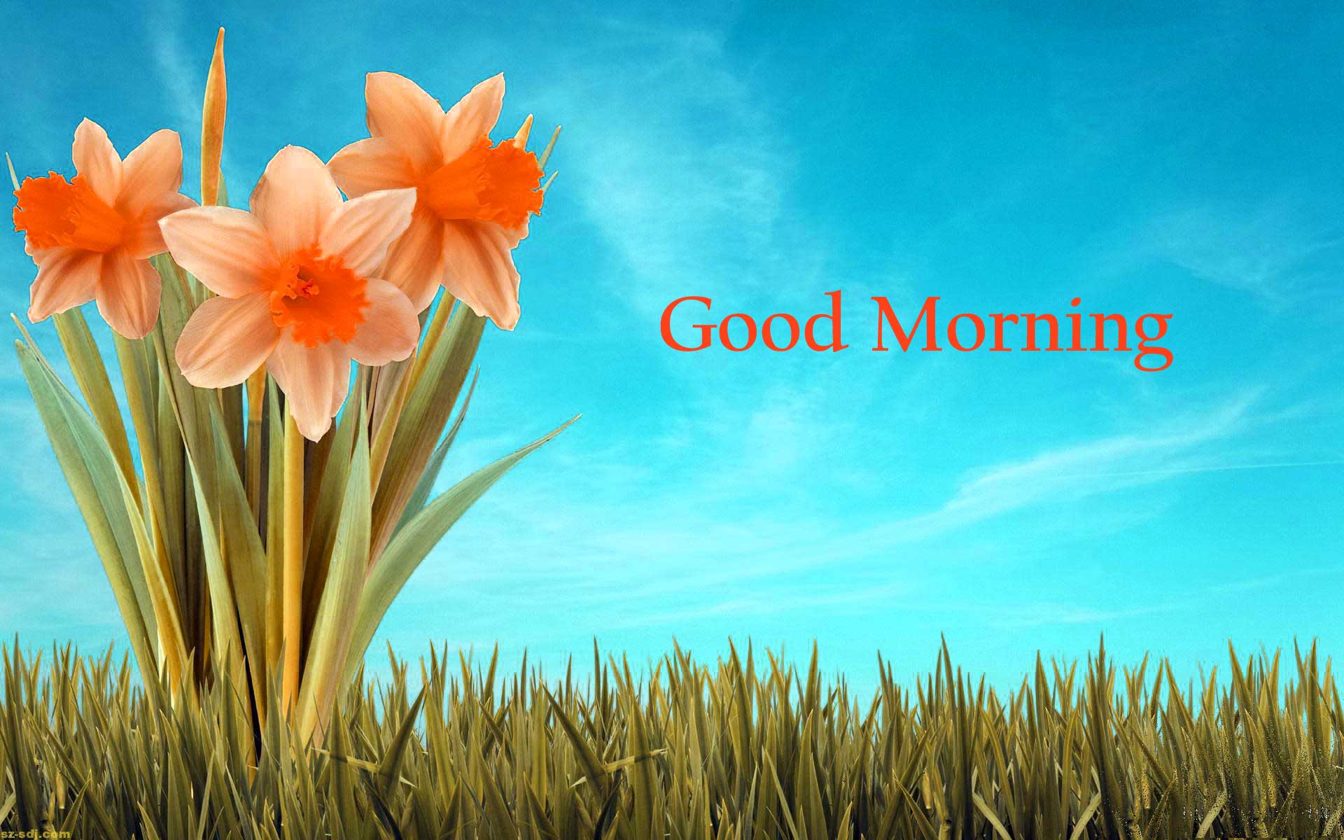 Good Morning Flowers Image Photo Pics HD Download Here