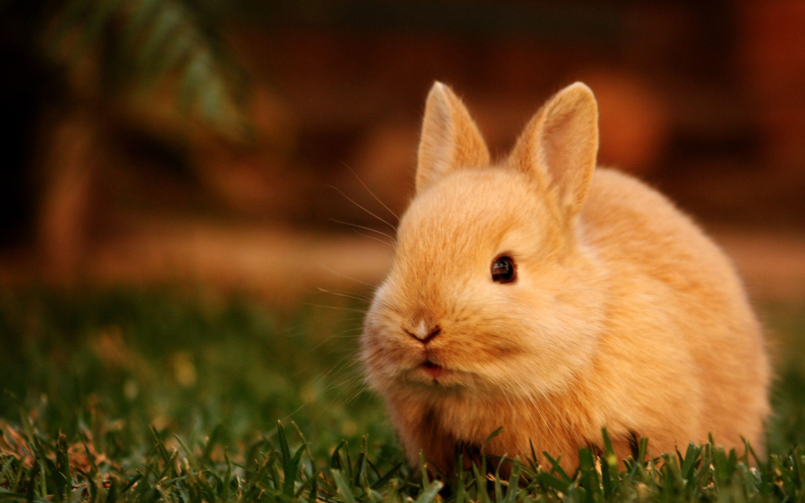 Cute Little Bunny