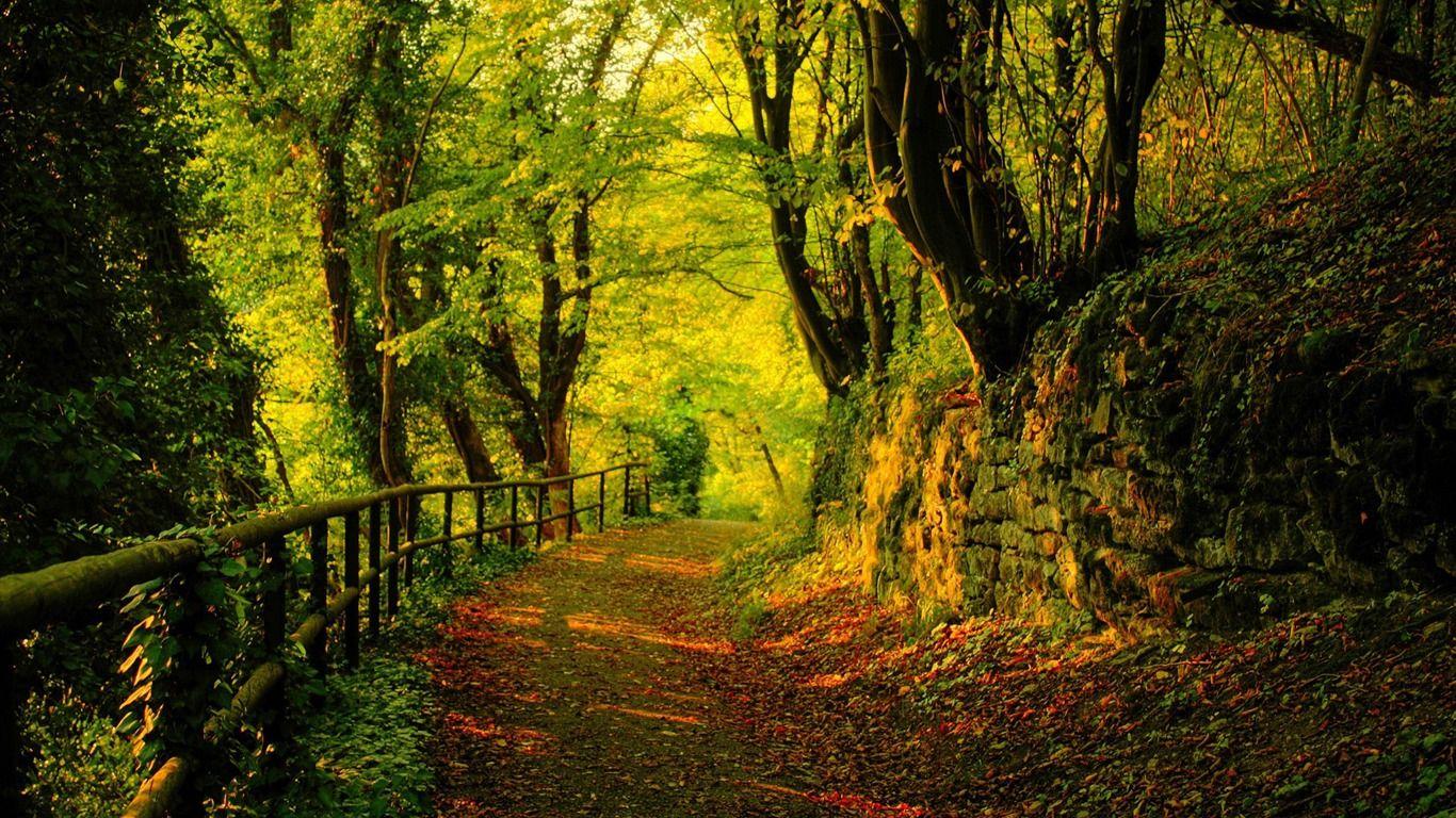 Free Forest Landscape Wallpaper Image