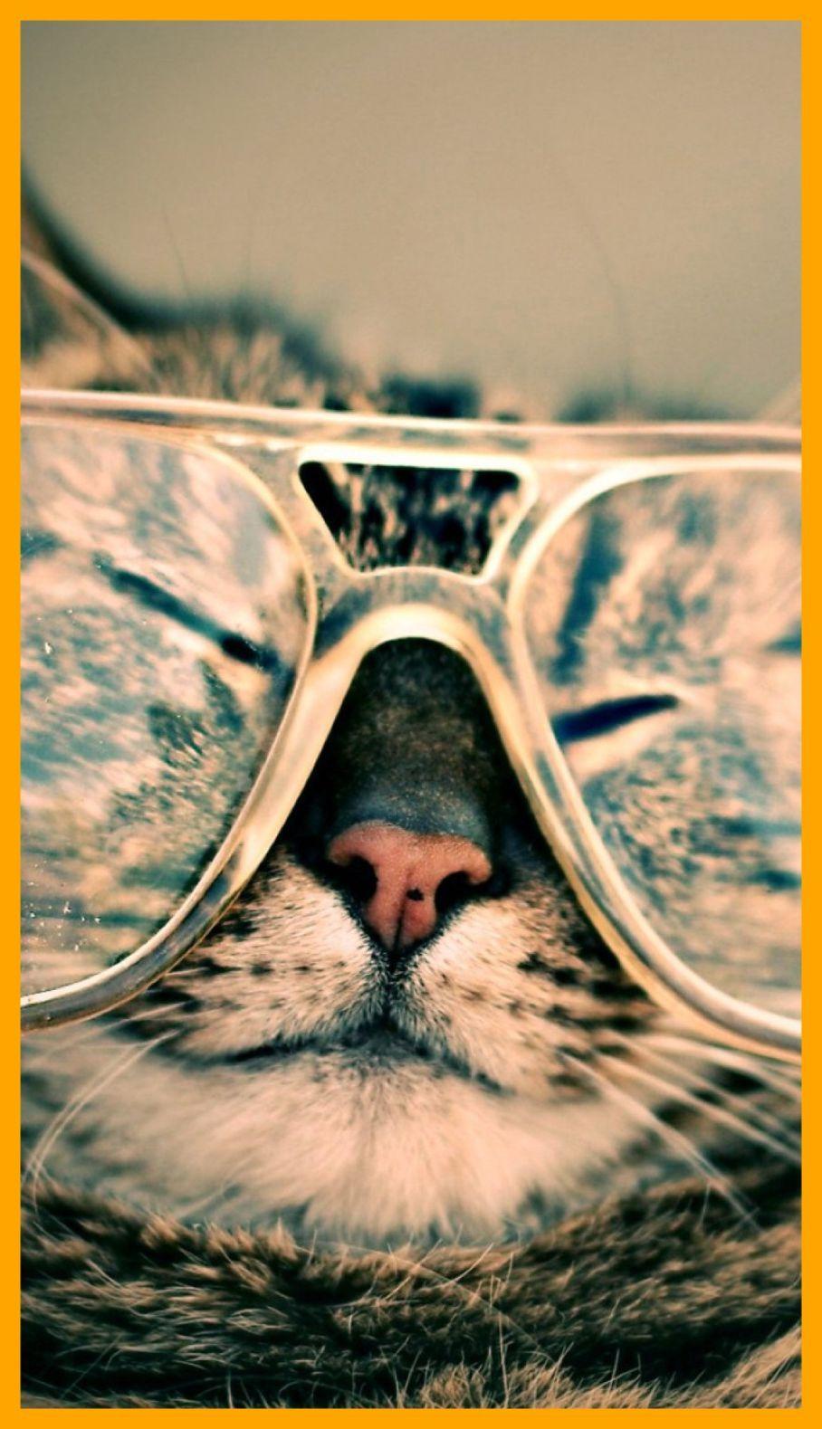 The Best Cat With Glasses More Hipster iPhone At Image For Cute