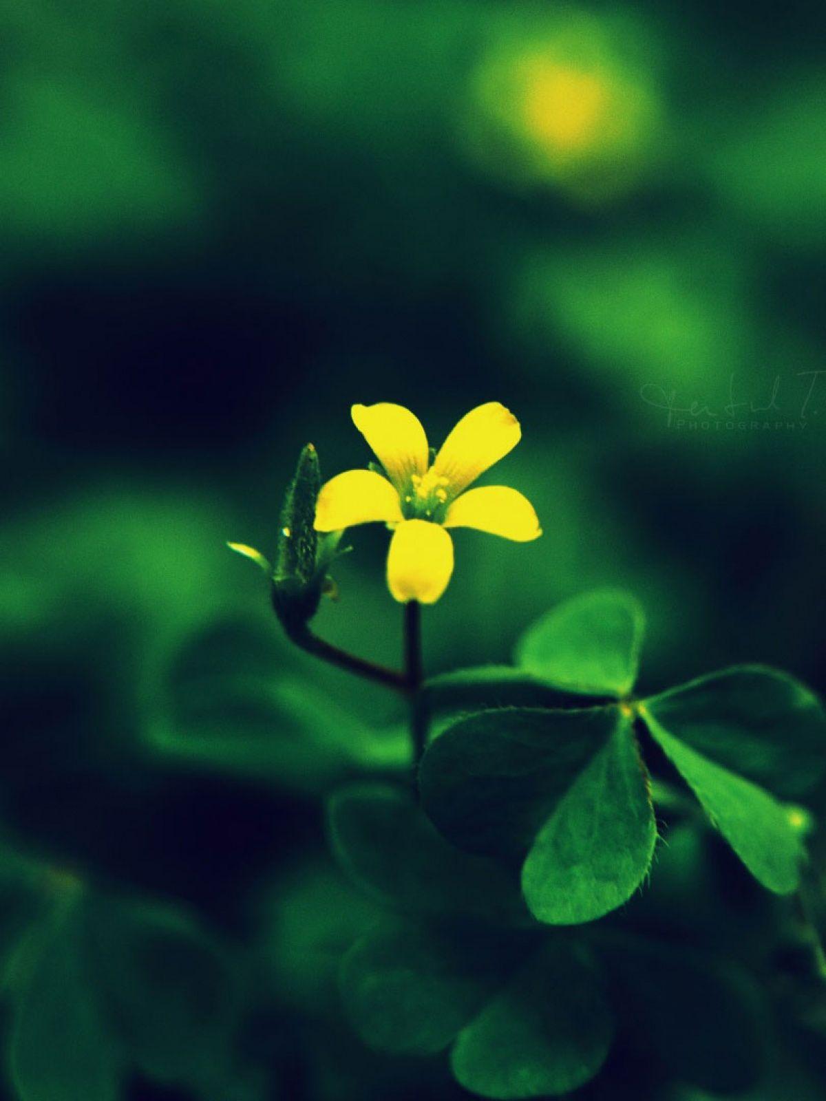 Wallpaper Mobile Wallpaper