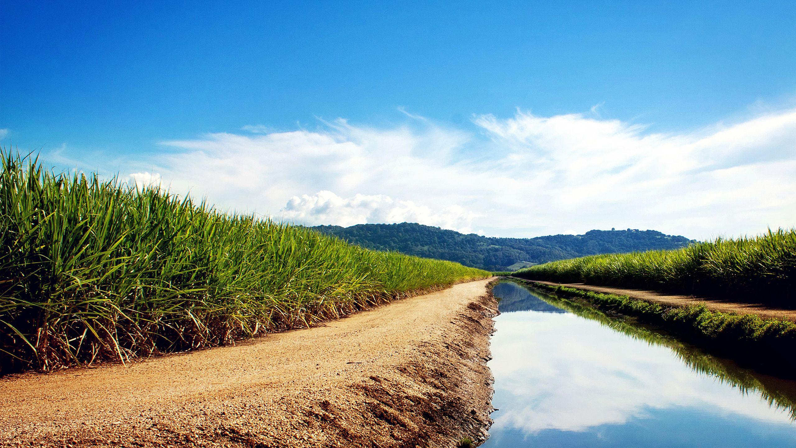 Sugarcane Fields Wallpaper