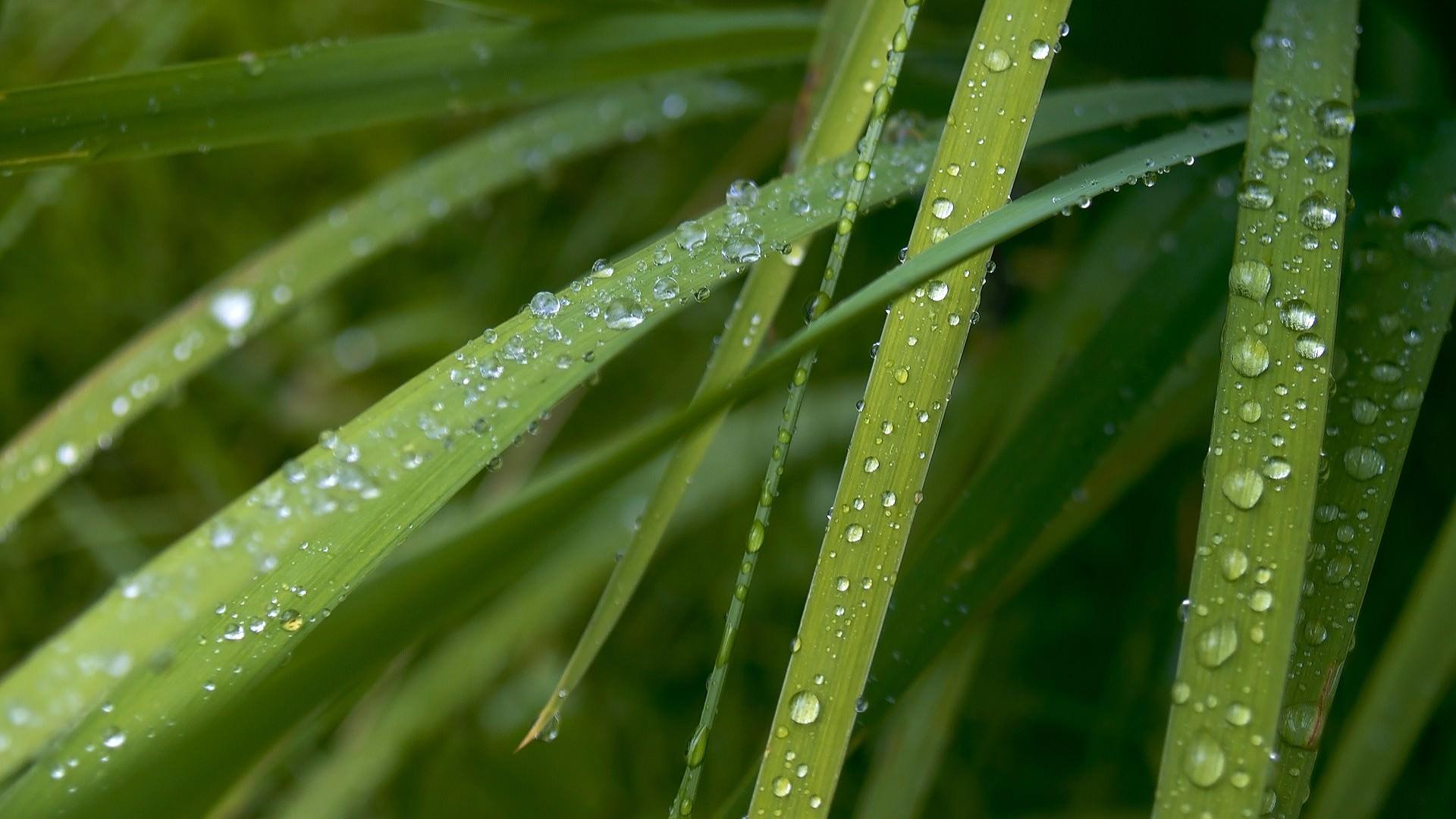 Raindrops HD Wallpaper