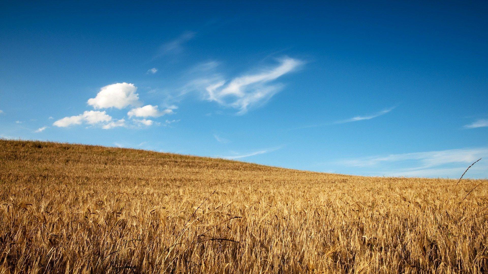 wonderful field of wheat wallpaper