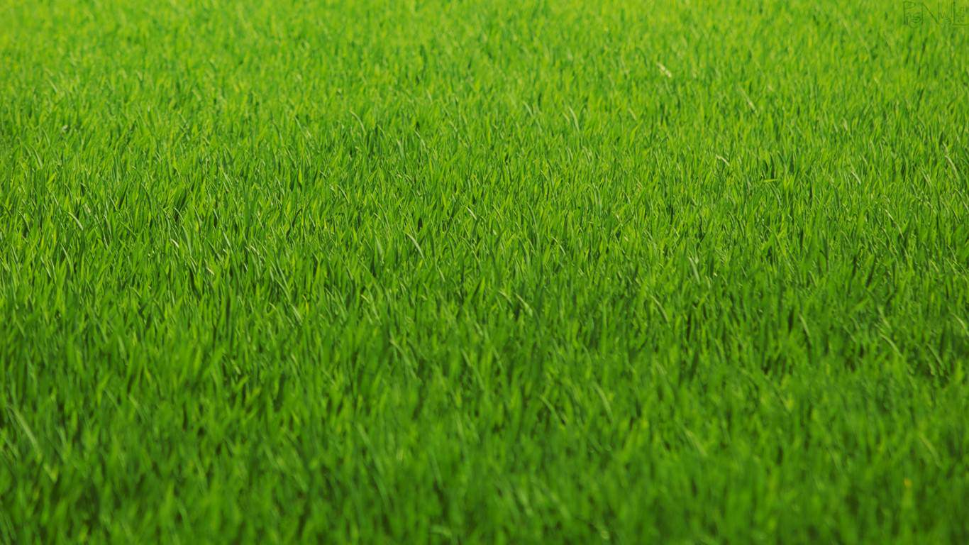 Beautiful Green HD Wallpaper In 1366x768. Gujarat Bio