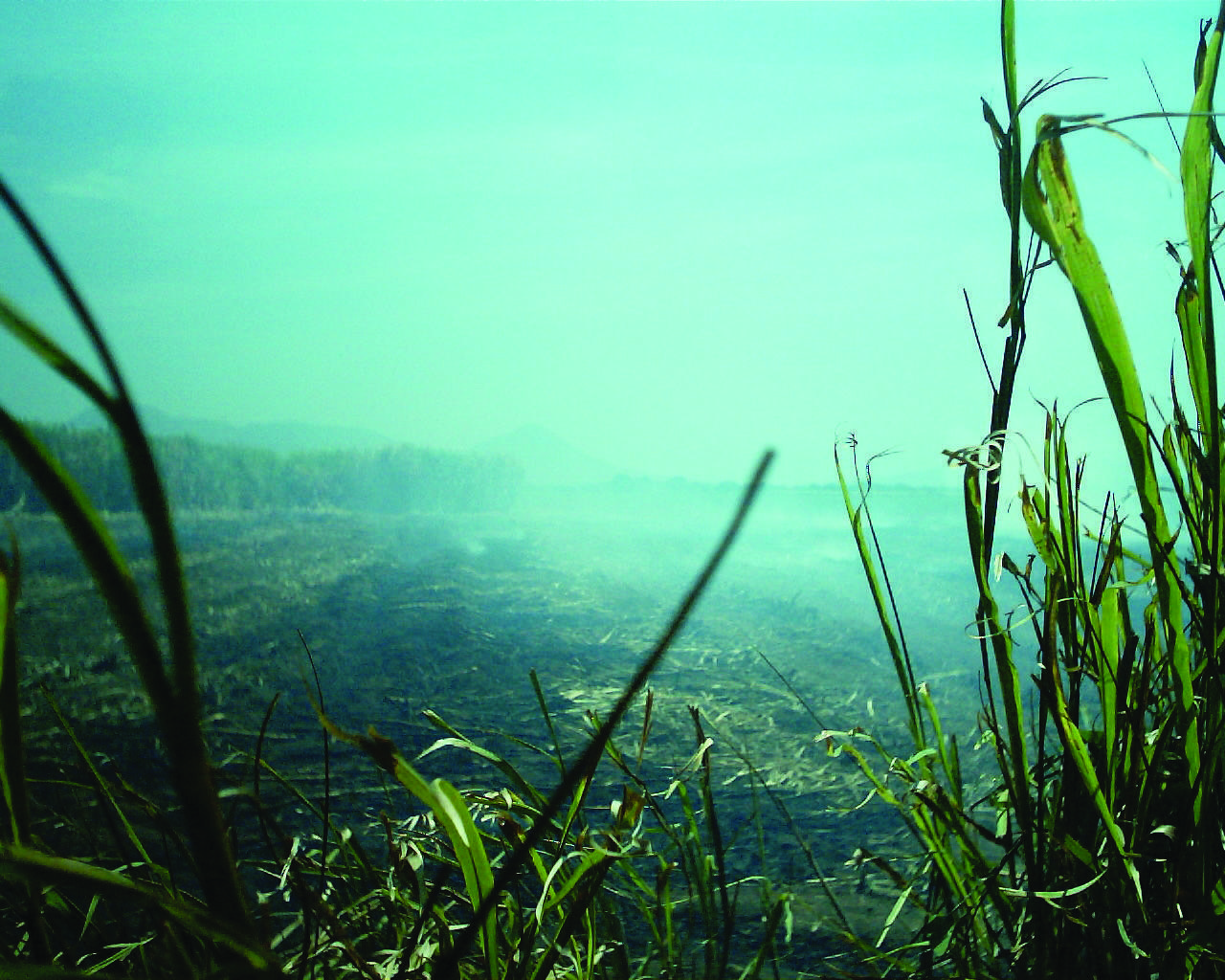 Sugarcane Wallpaper HD. World's Greatest Art Site