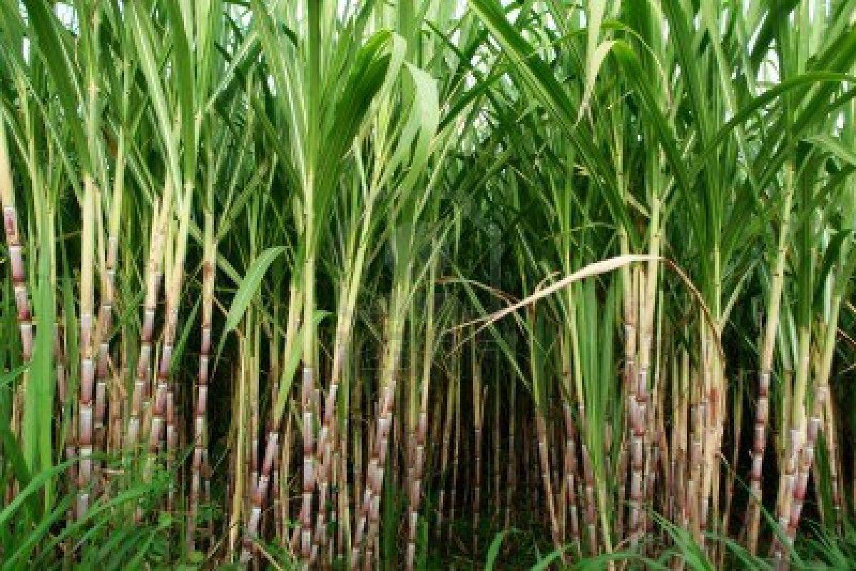 Sugar canes are very unique to Kenya. The Kenyan sugarcane industry