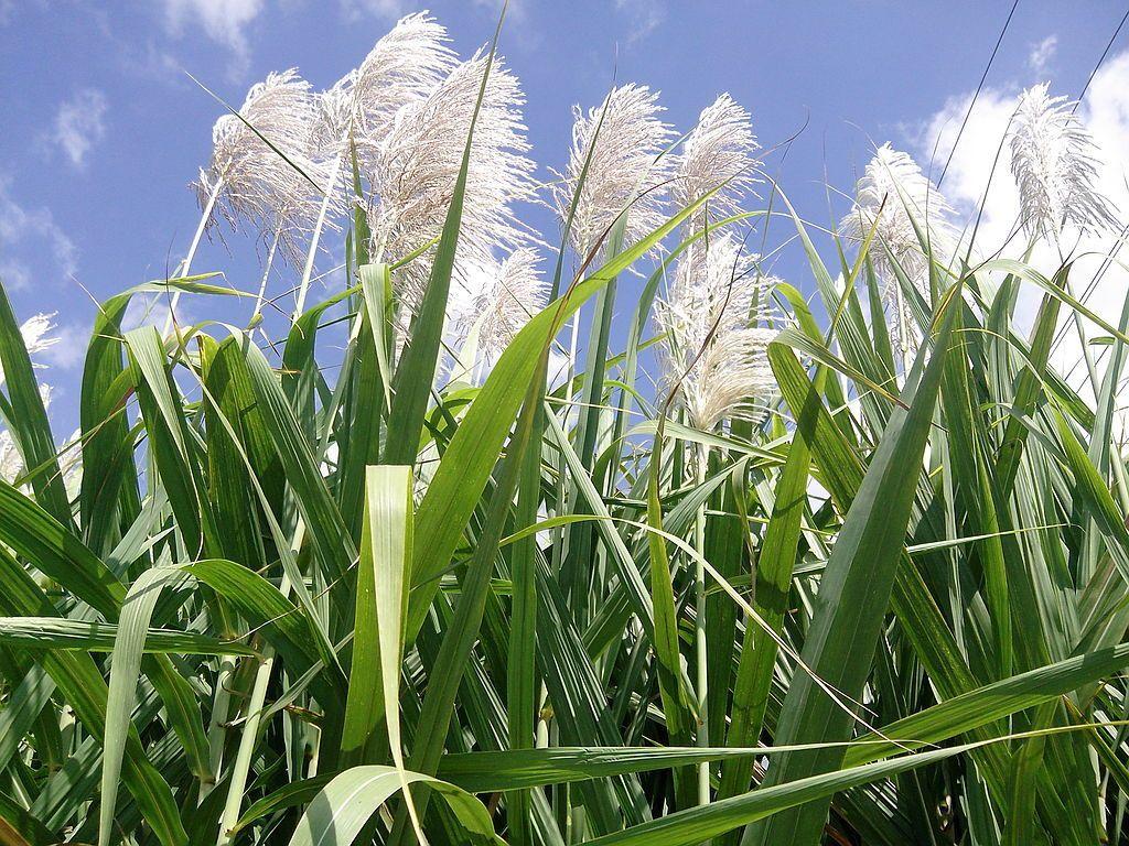 Sugarcane Flower. Flowers of Bangladesh