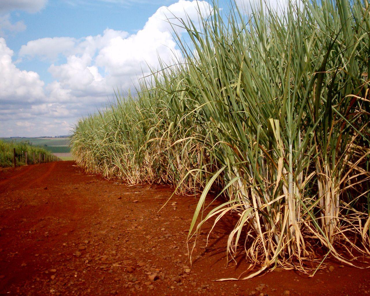 Sugarcane HD Wallpaper. World's Greatest Art Site