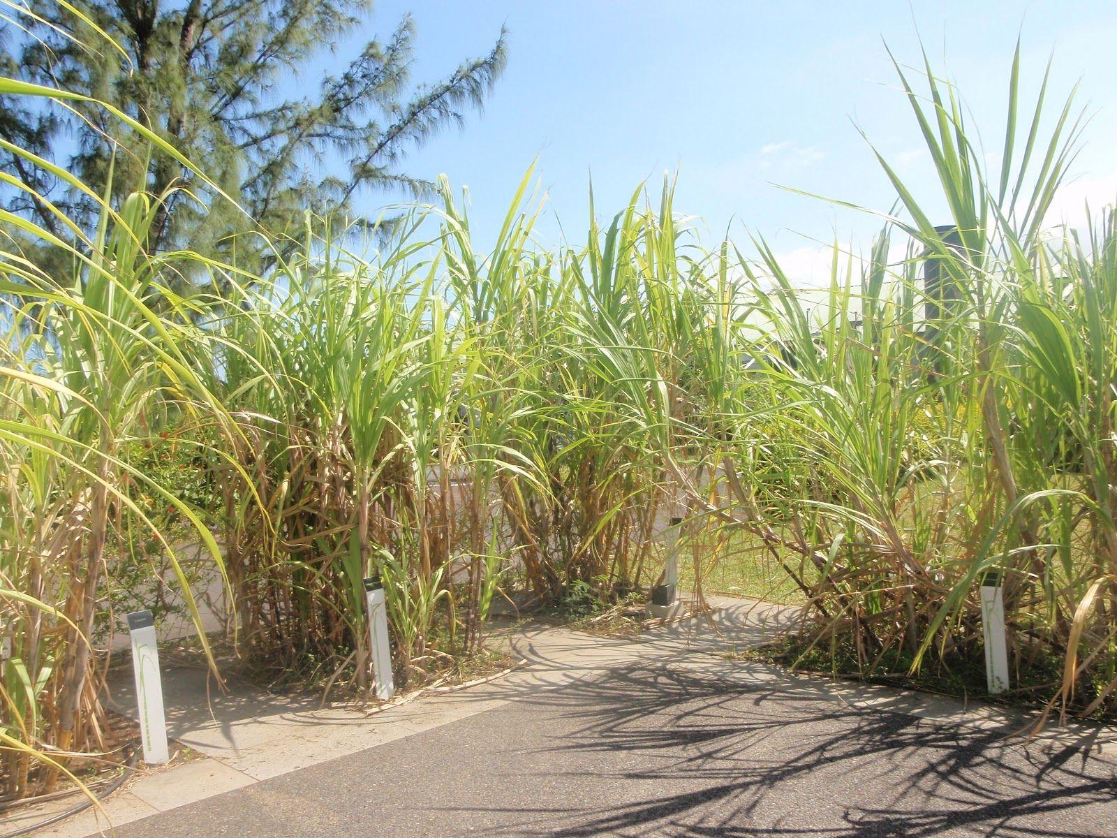 Saga du Rhum museum. ASURANSI KESETAHAN , Tiket Pesawat