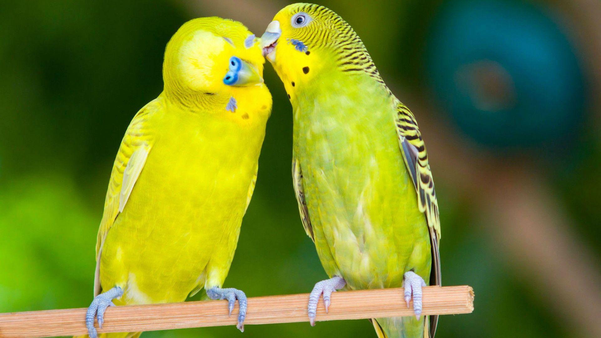P birds. Попугаи волнистые попугайчики. Волнистый попугайчик желтый. Неразлучники попугаи. Попугай неразлучник желтый.