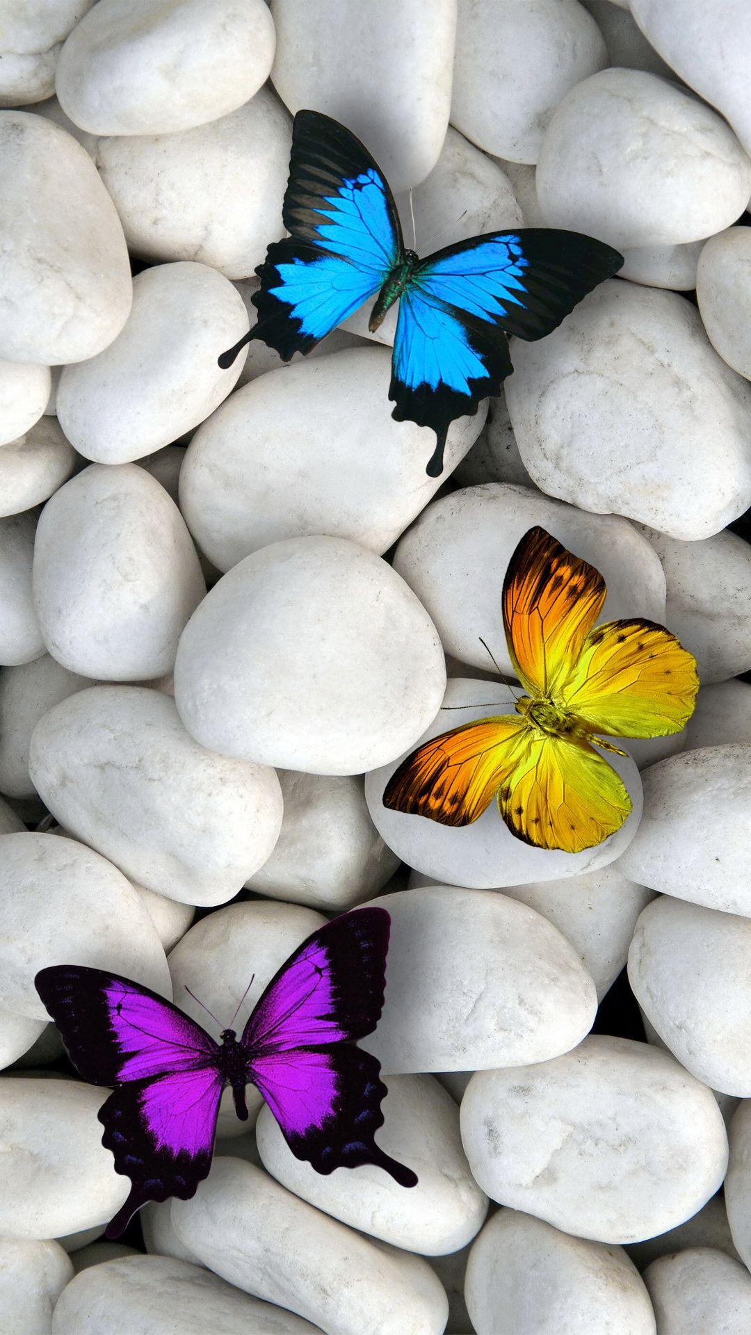 Butterfly Colors HD Mobile Wallpapers