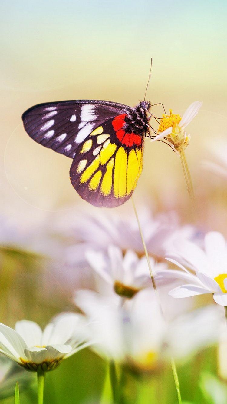iPhone BGs » Colorful Butterfly On Flower Closeup IPhone 6 Wallpapers