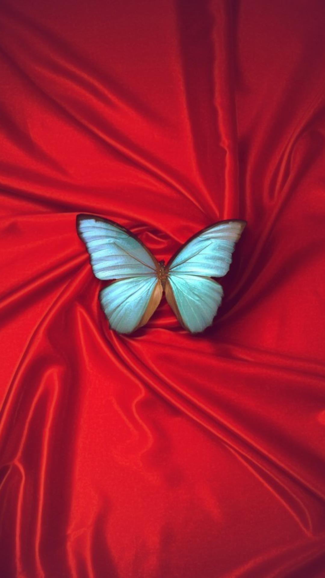 Colorful Butterfly Wallpapers. Interesting Standard With Colorful