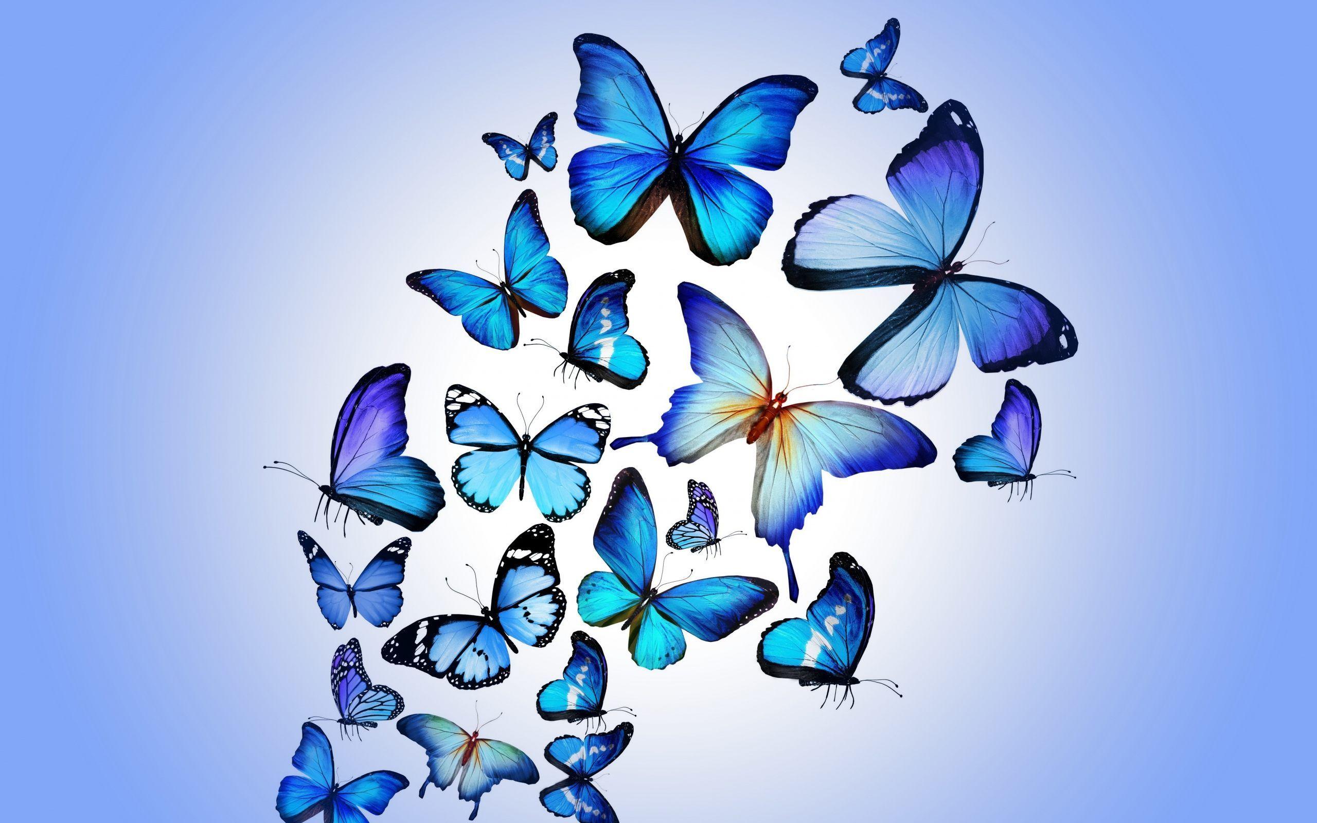 Blue Butterfly Wallpapers HD