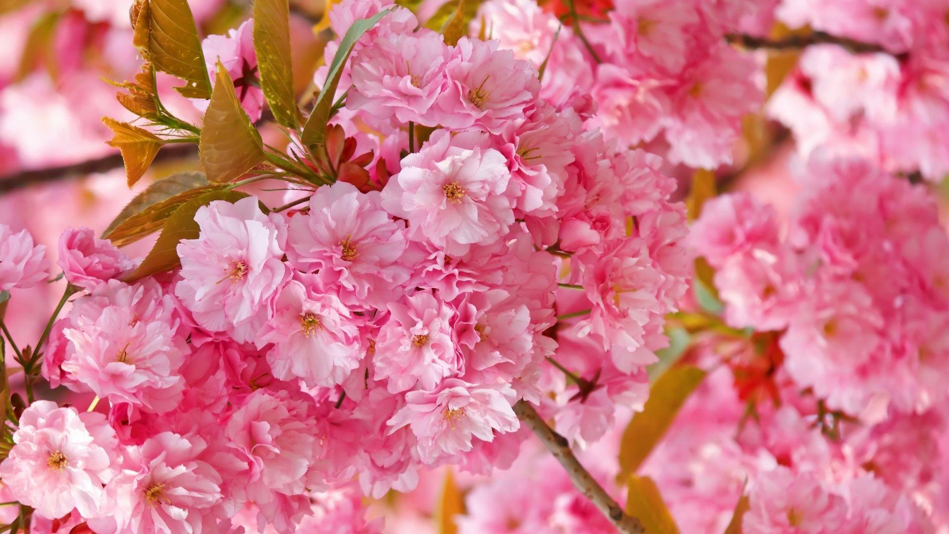 Cute Cherry Blossom Wallpaper Desktop