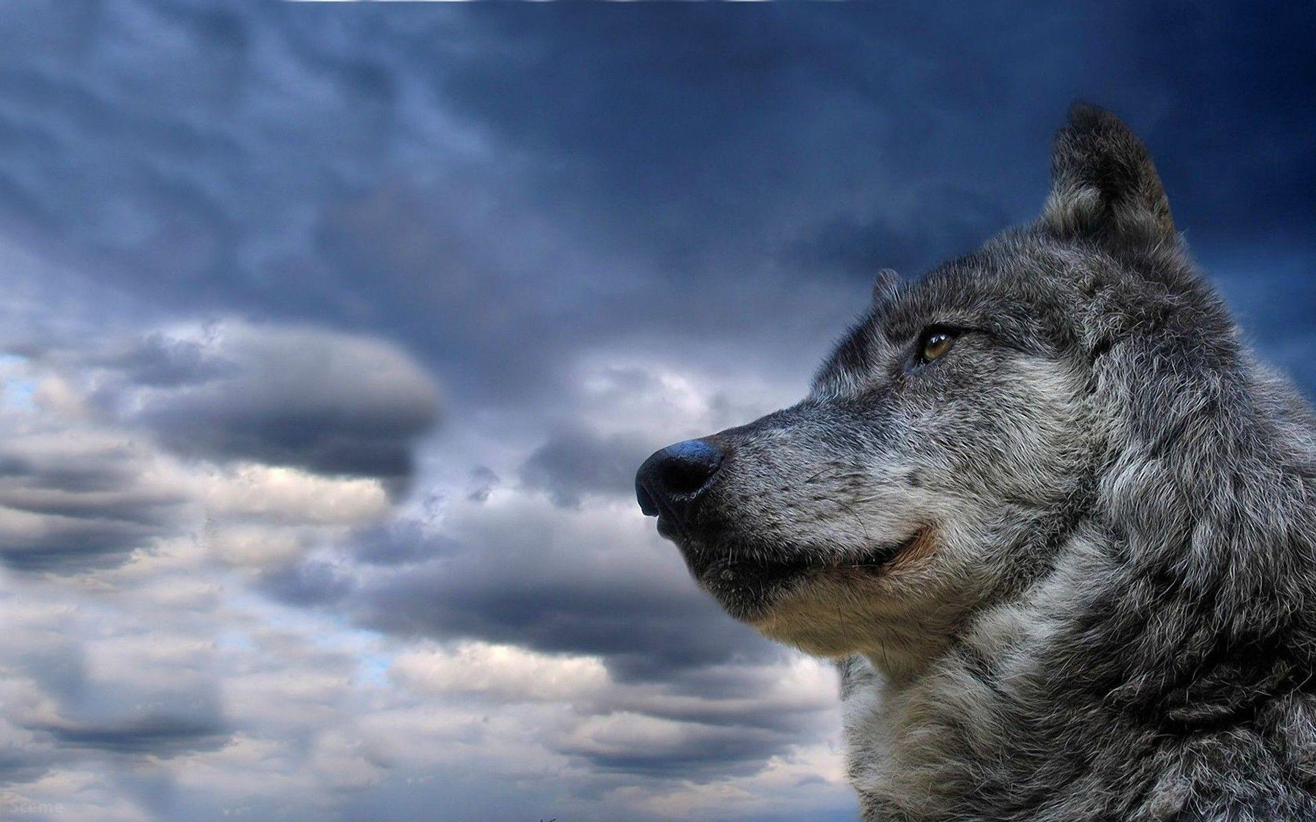 Lone Wolf Wallpaper