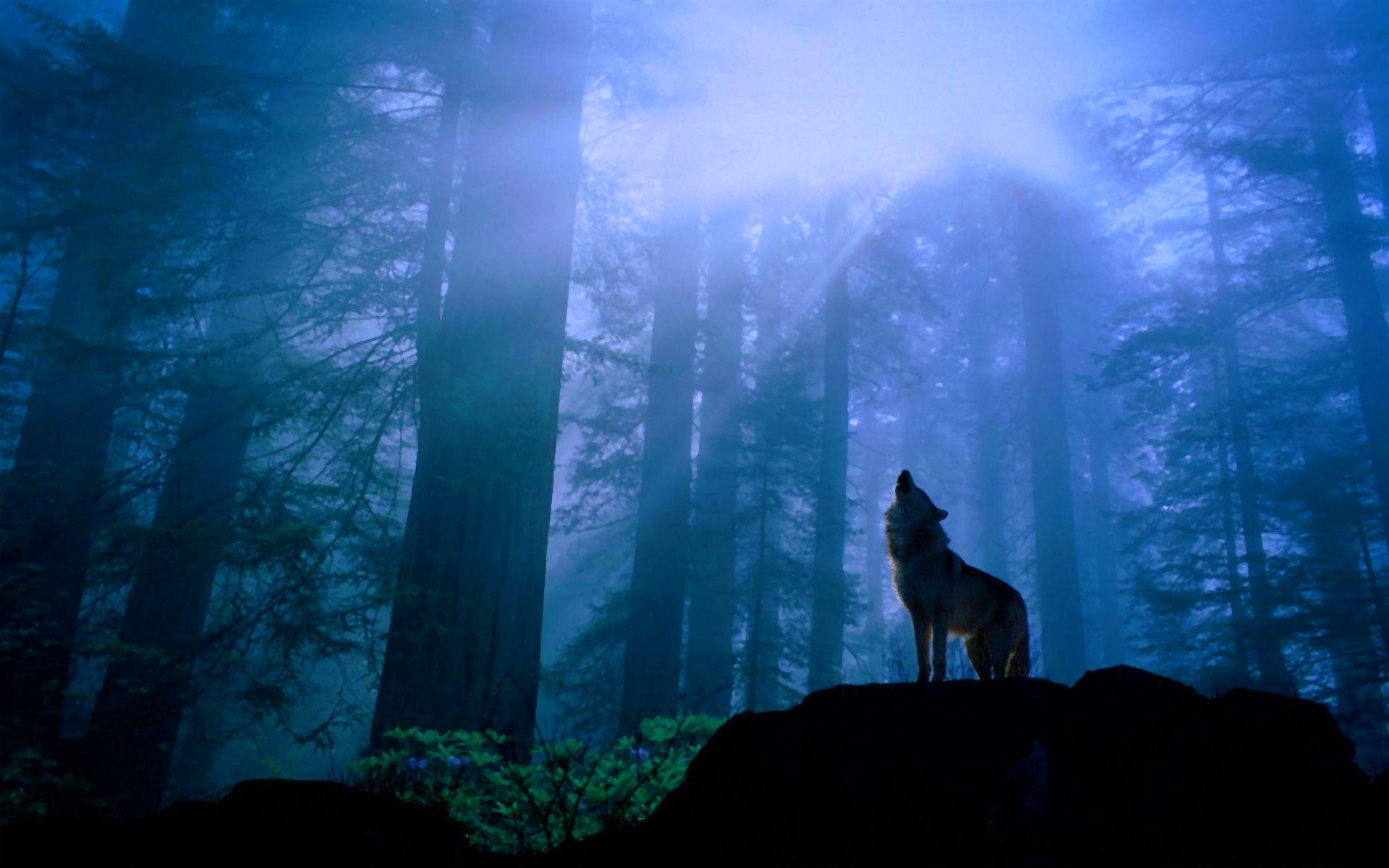 Howling wolf in forest