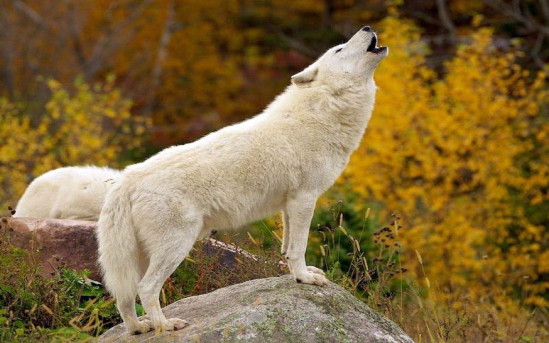 Howling Wolf Wallpapers From Google.play - Wallpaper Cave