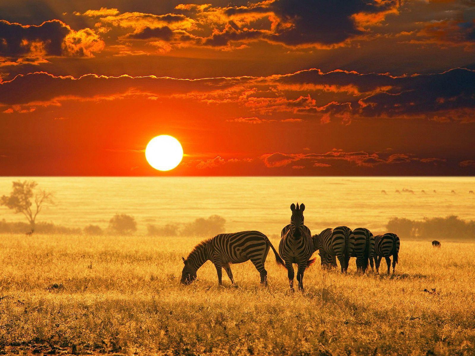 Africa Wallpaper 13410