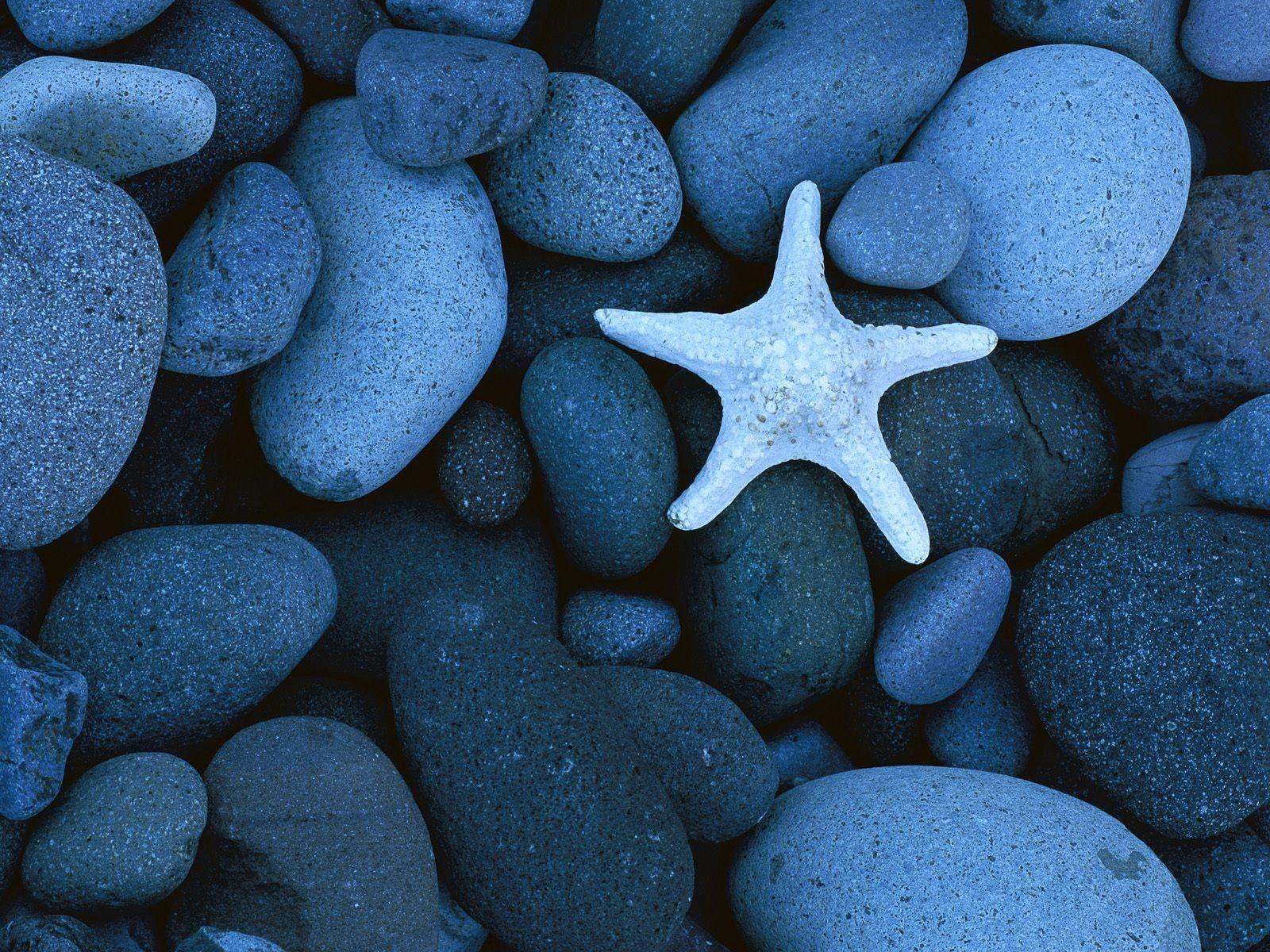 Starfish stone beauty nature cute animal blue wallpaper 1600×1200