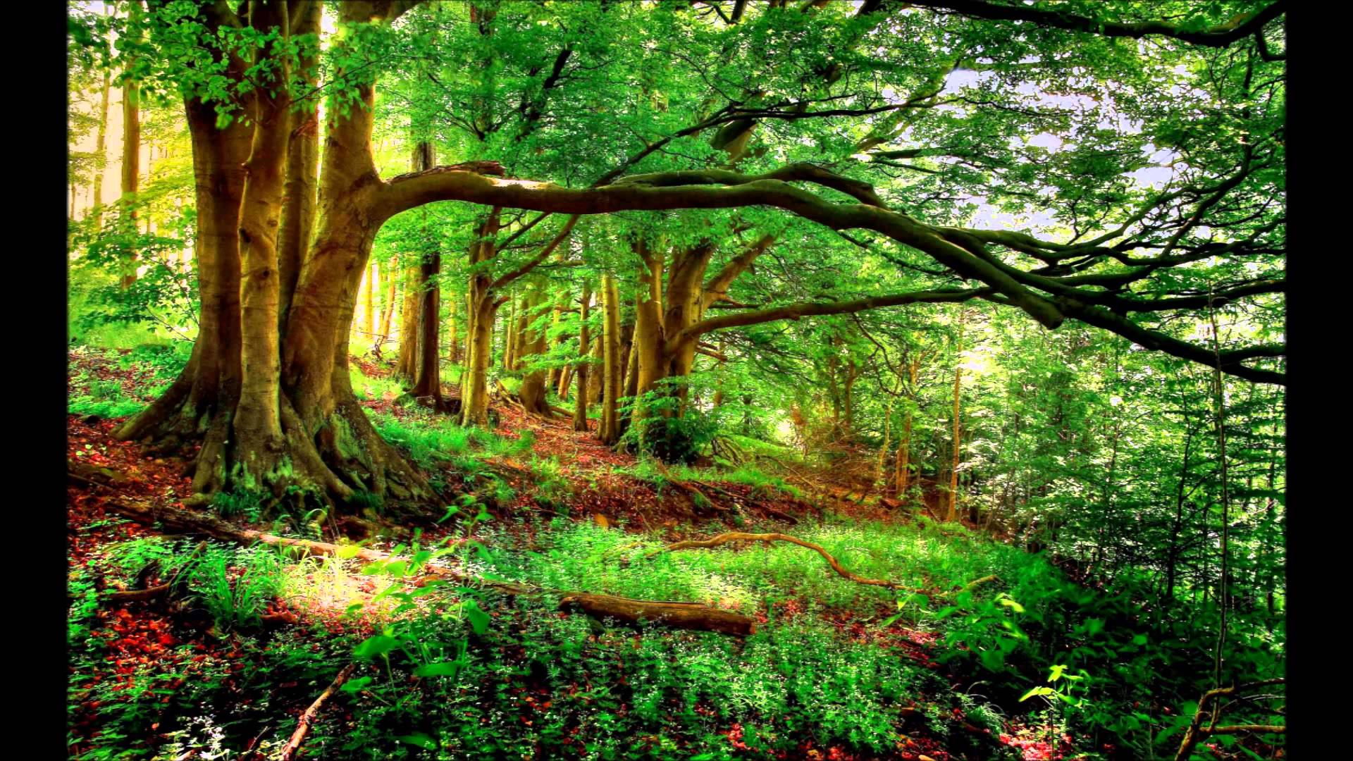 Most Beautiful Wallpaper World