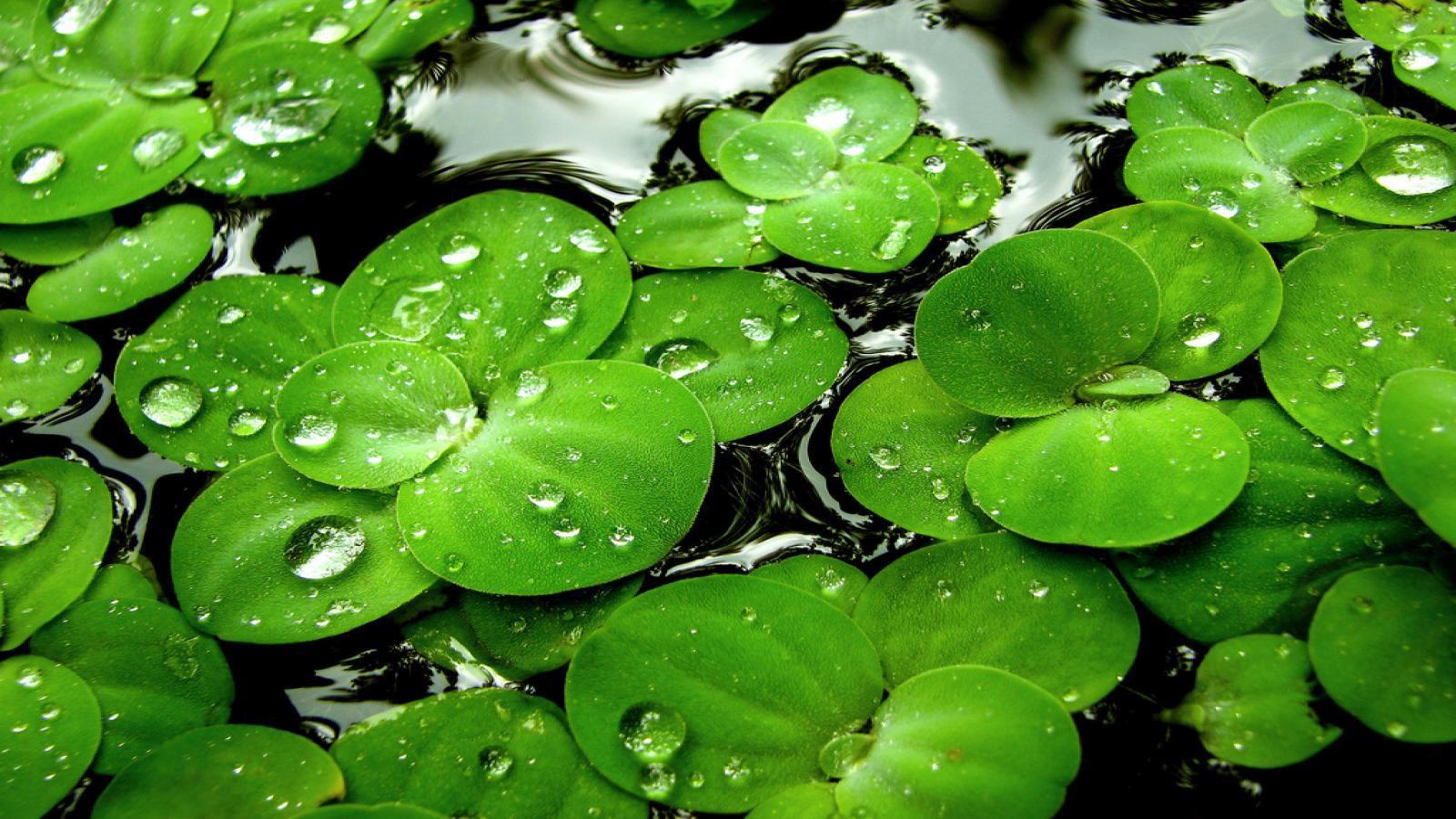 HD Water Leaves Drops Lily Pads High Quality Picture Wallpaper