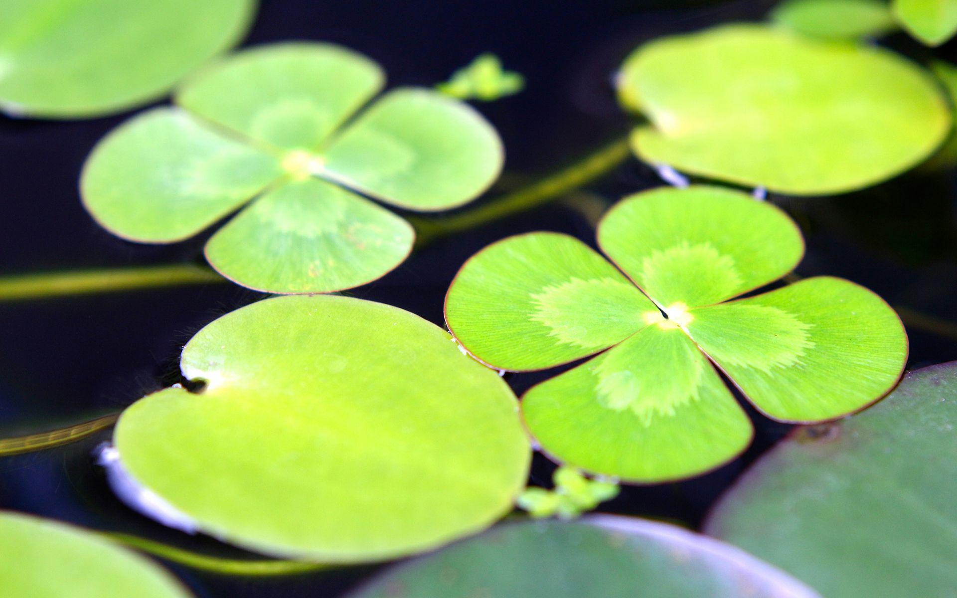 Lily Pad Full HD Wallpaper and Background Imagex1200